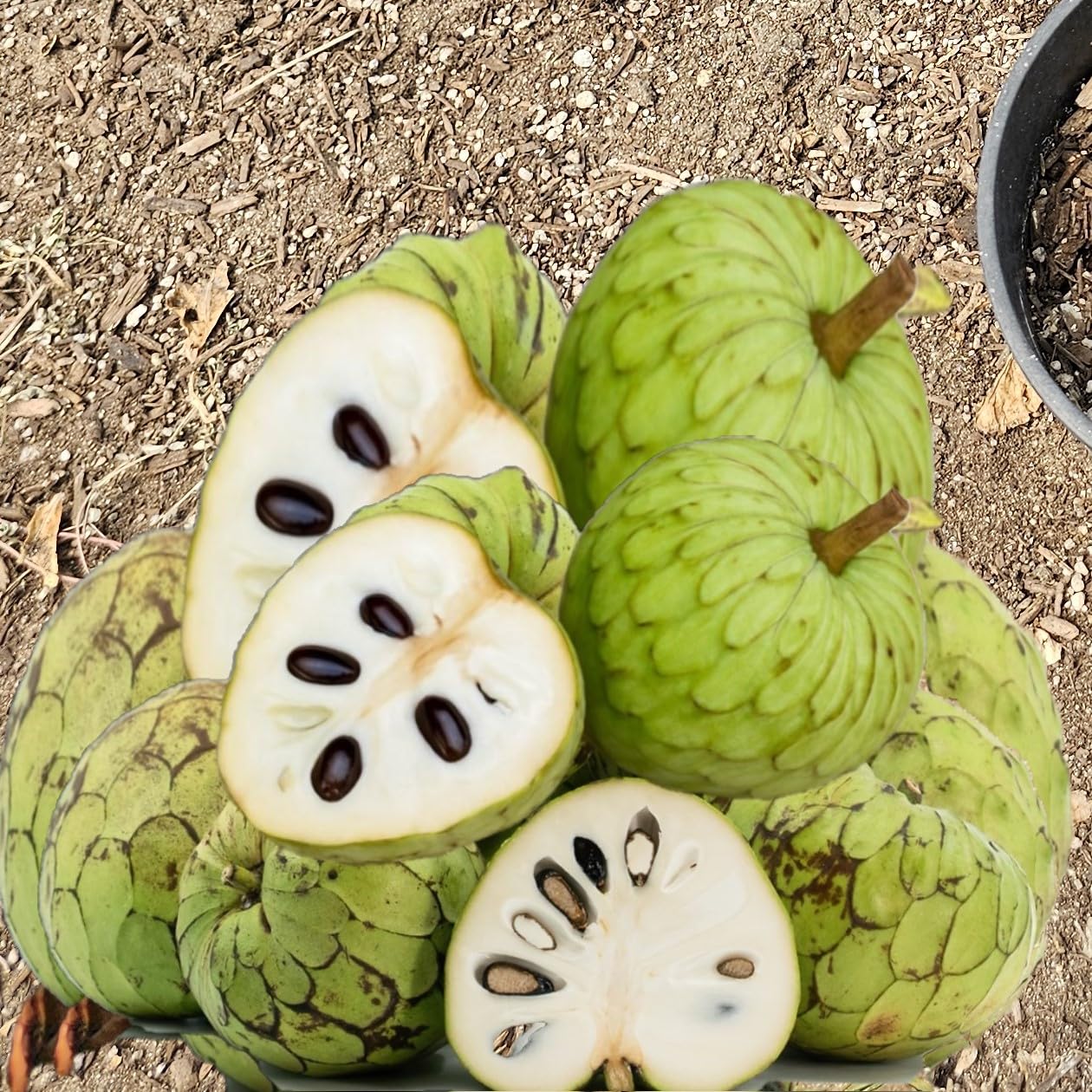 Premium Cherimoya Fruit Tree, Live Plant, South American Tropical Variety, Potted Seedling for Garden or Orchard (Cherimoya Sapling, 1-1.5Ft Tall 1 Gallon Potted)