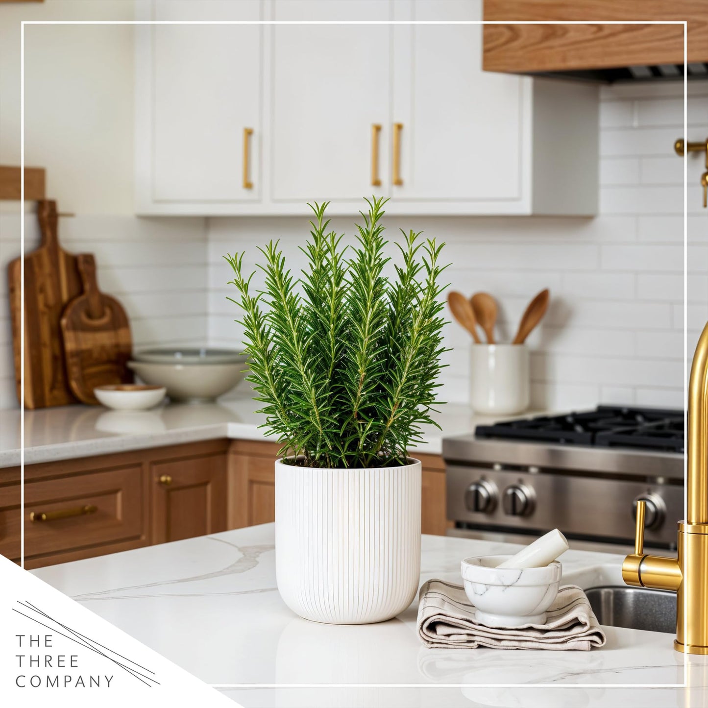 Live Aromatic and Healthy Herb - Rosemary, Improves Breathing, Wrapped in Deco Cover, 14" Tall by 6" Wide in 1.25 Quart Pot