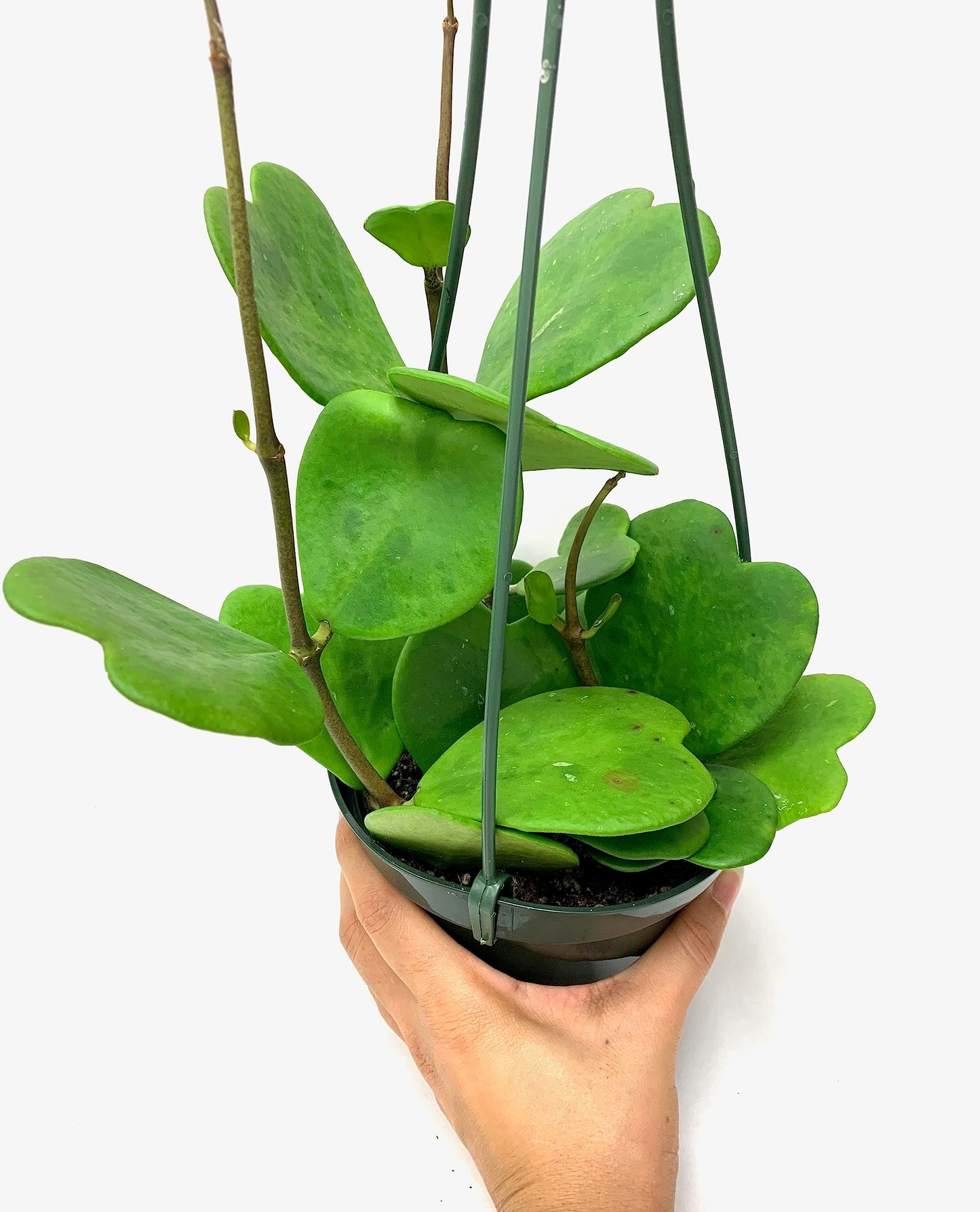 Hoya Kerrii with Heartshape Leaves Live Hoya Plant Great Gift for Mothers and Loved Ones Sweetheart Hoya Live Plant (Hoya Kerrii in 4" Pot, 4-6 Leaves Plant)