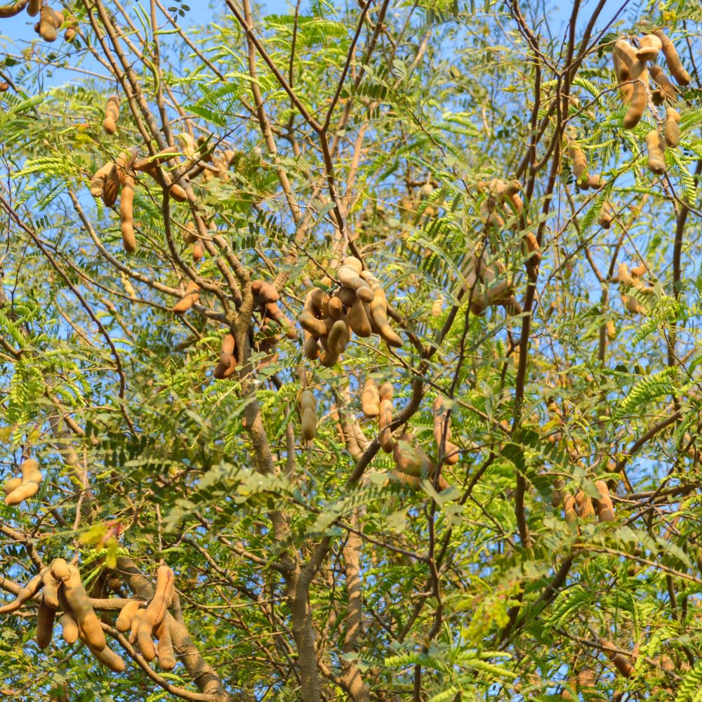 Tamarind Live Plant, Tamarind Tree for Planting, Fruit Perennial Tropical Plants, 2 to 3 feet Tall in 1 Gallon Pot