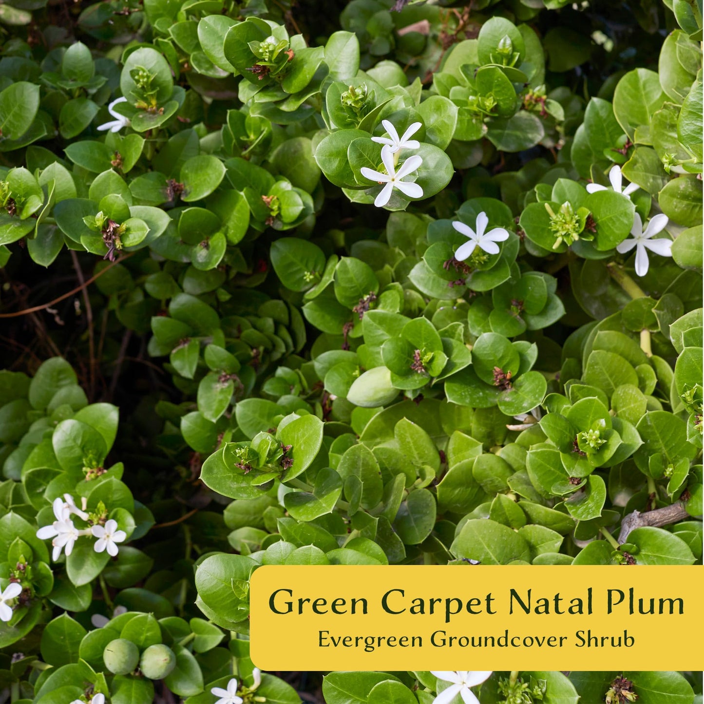 4 Green Carpet Natal Plum in 3.5" Nursery Cubes | Carissa ‘Green Carpet’ | Low-Growing Evergreen Groundcover for Landscapes, Slopes & Borders | Live Starter Plants