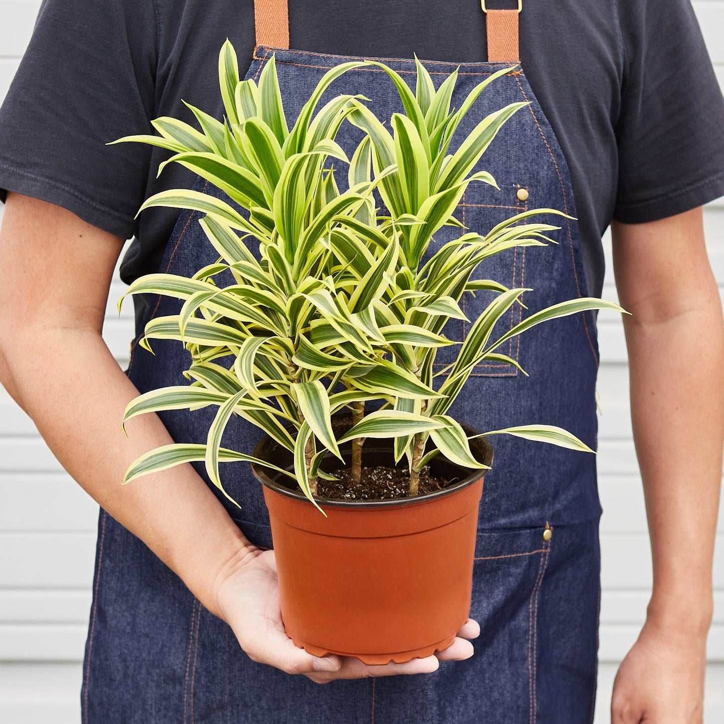 Dracaena 'Song of India' | Live Plant for Indoor & Outdoor | for Living Room, Office, Bathroom | (6" Pot)