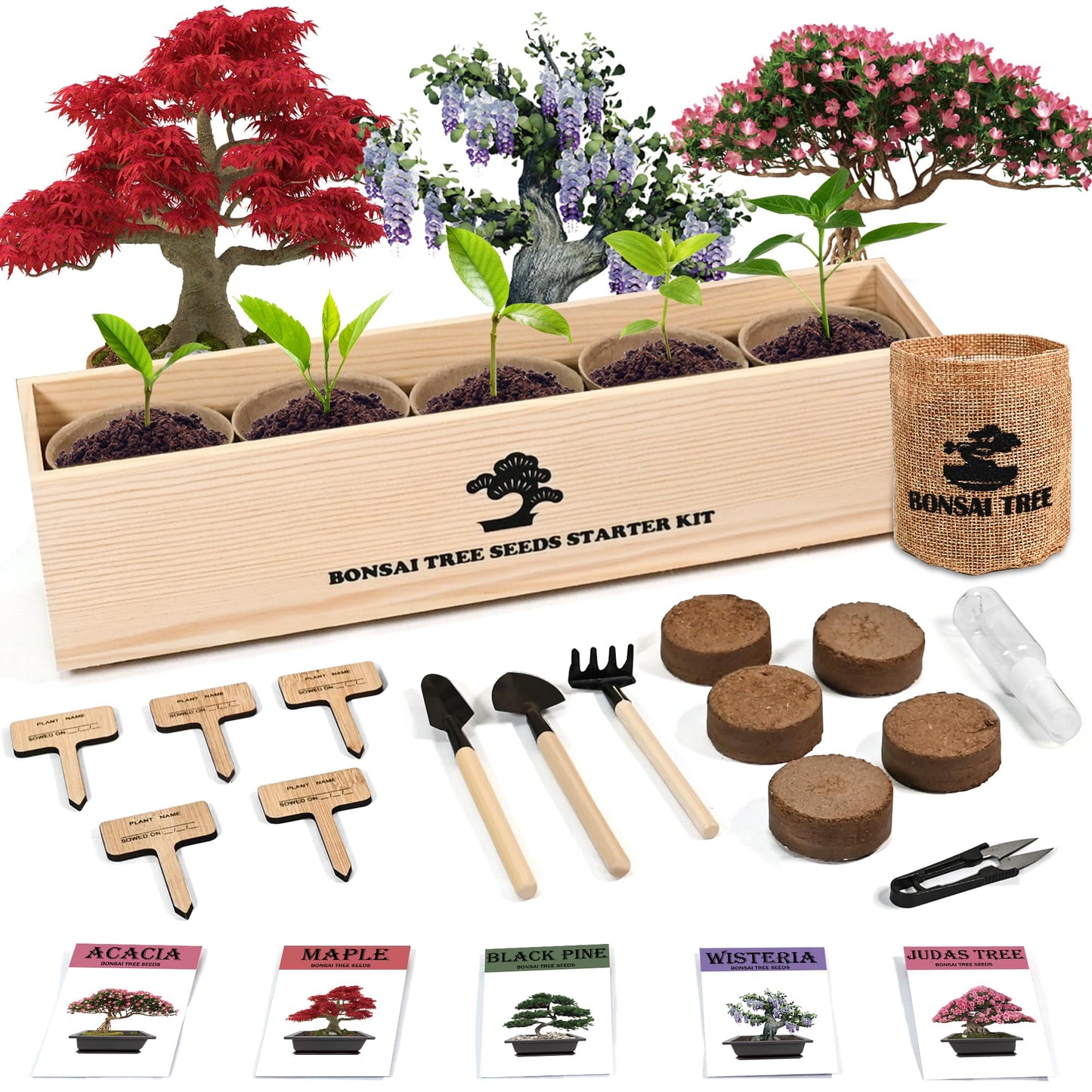 Sproutix Indoor Bonsai Garden Starter Kit, 5 Seeds Growing into Red Maple, Wisteria, Black Pine, Judas Tree, Acacia, Including Complete Gardening Planters & A Planter Box for Women