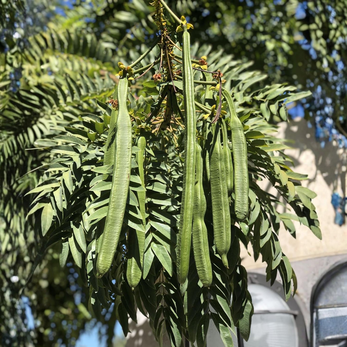 Moringa Tree Live Plant, Moringa Oleifera Plant 6-10'' Tall, 4'' Potted Plant Ready to Grow Outdoor