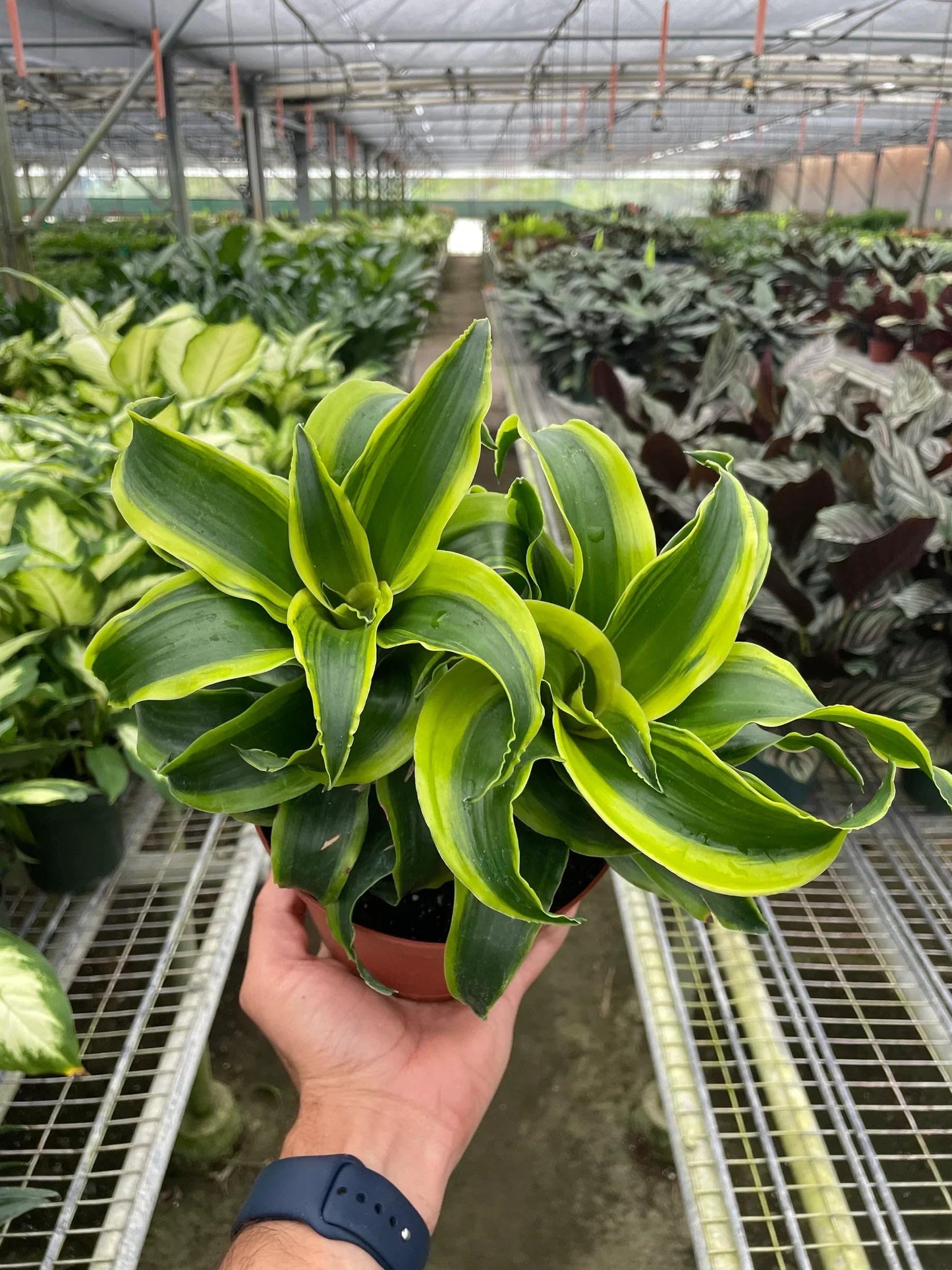 Dracaena 'Tornado' | Live Plant for Indoor & Outdoor | for Living Room, Office, Bathroom | (4" Pot)