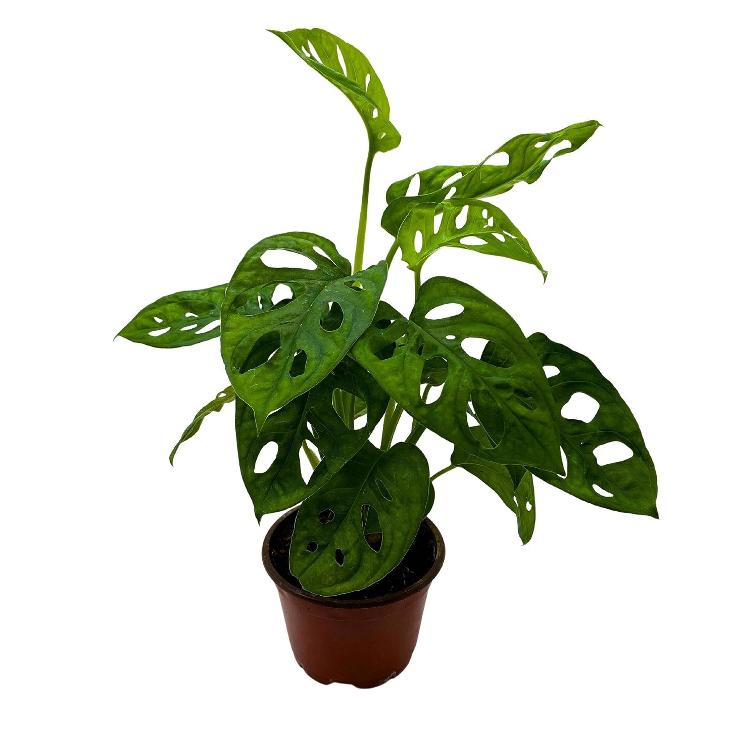 BubbleBlooms Monstera Adansonii Swiss Cheese Plant, Live in a 4 inch Pot by BubbleBlooms