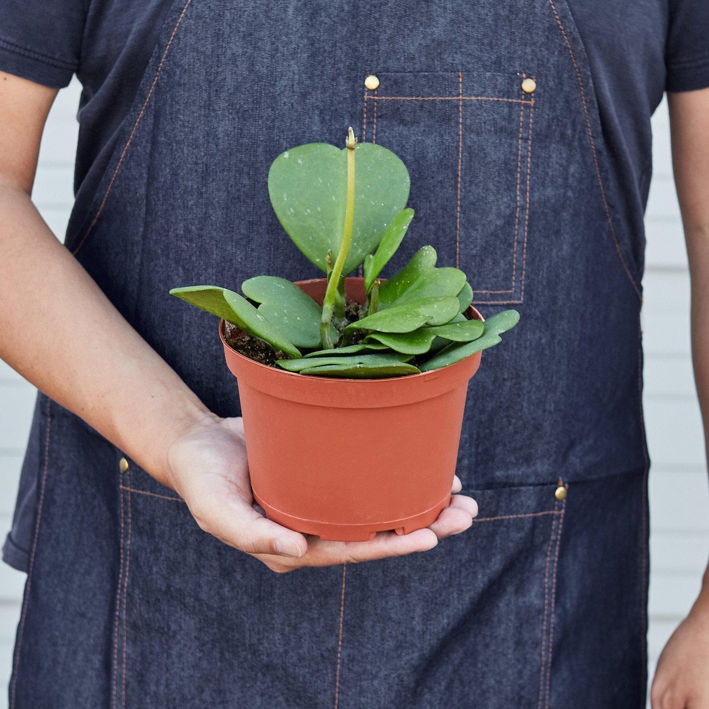 Hoya Sweetheart | Live Plant for Indoor & Outdoor | for Living Room, Office, Bathroom | (4" Pot)