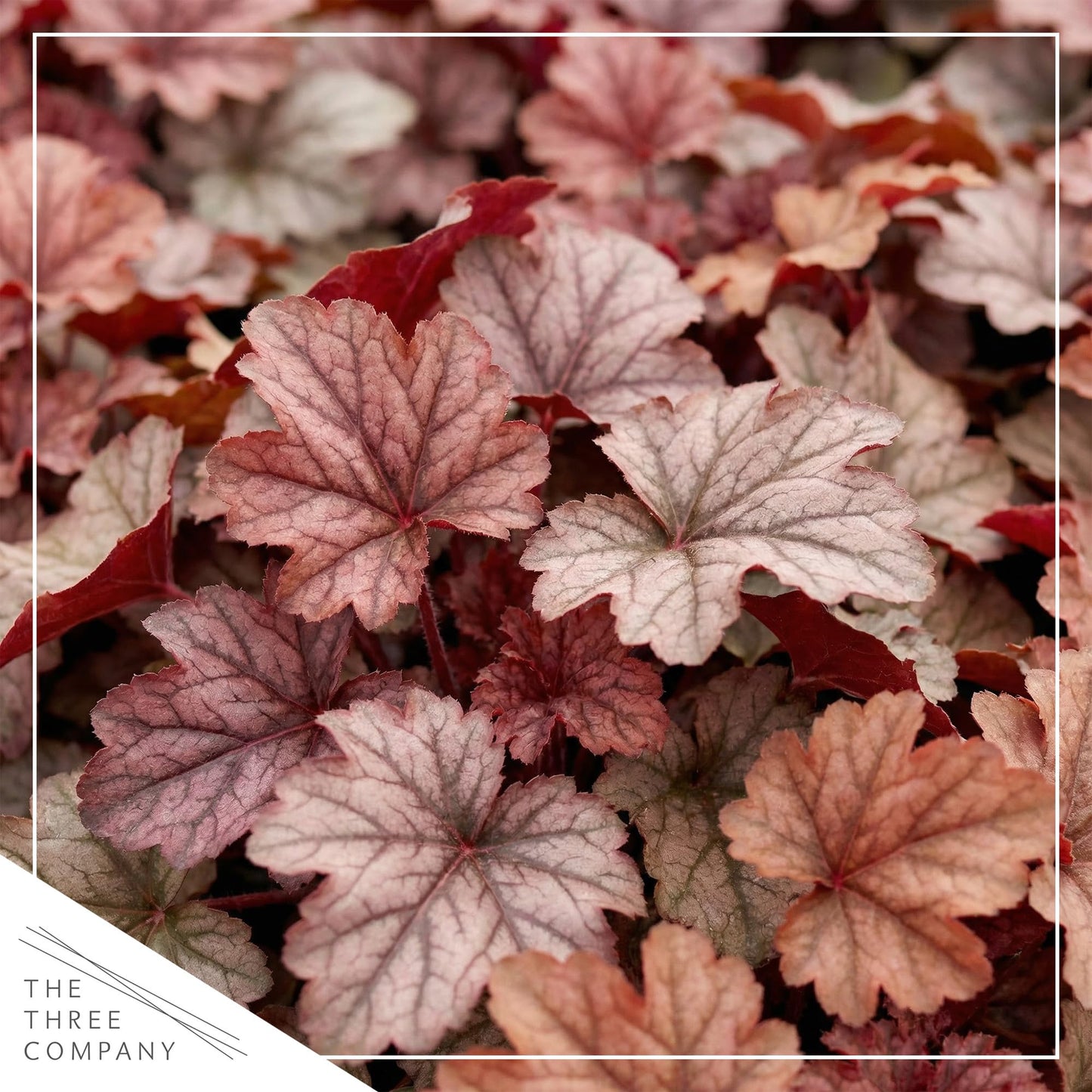Live Heuchera Coral Bells 2-Pack – Peach Parfait – Shade Perennial Foliage Plant, 10” Tall, 1 Qt Pot