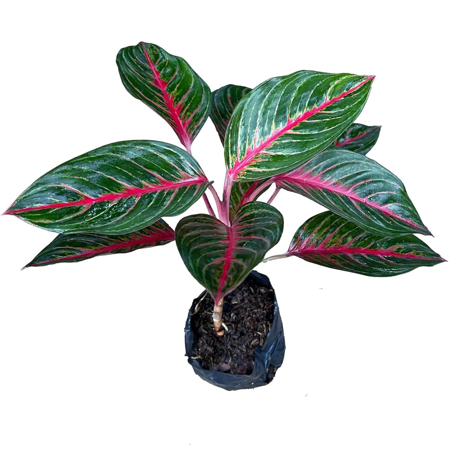 LEAL PLANTS ECUADOR Aglaonema Commutatum 'Schott' (Red Vein) – Rare Dark Foliage Chinese Evergreen – Live Indoor Plant