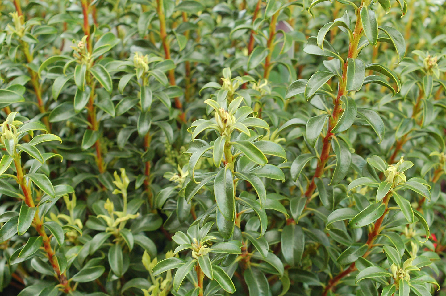 Live plant from Green Promise Farms Kalmia LAT. 'Little Linda' (Mountain Laurel) Evergreen, 3-Size Container, White Flowers Ages to Pink