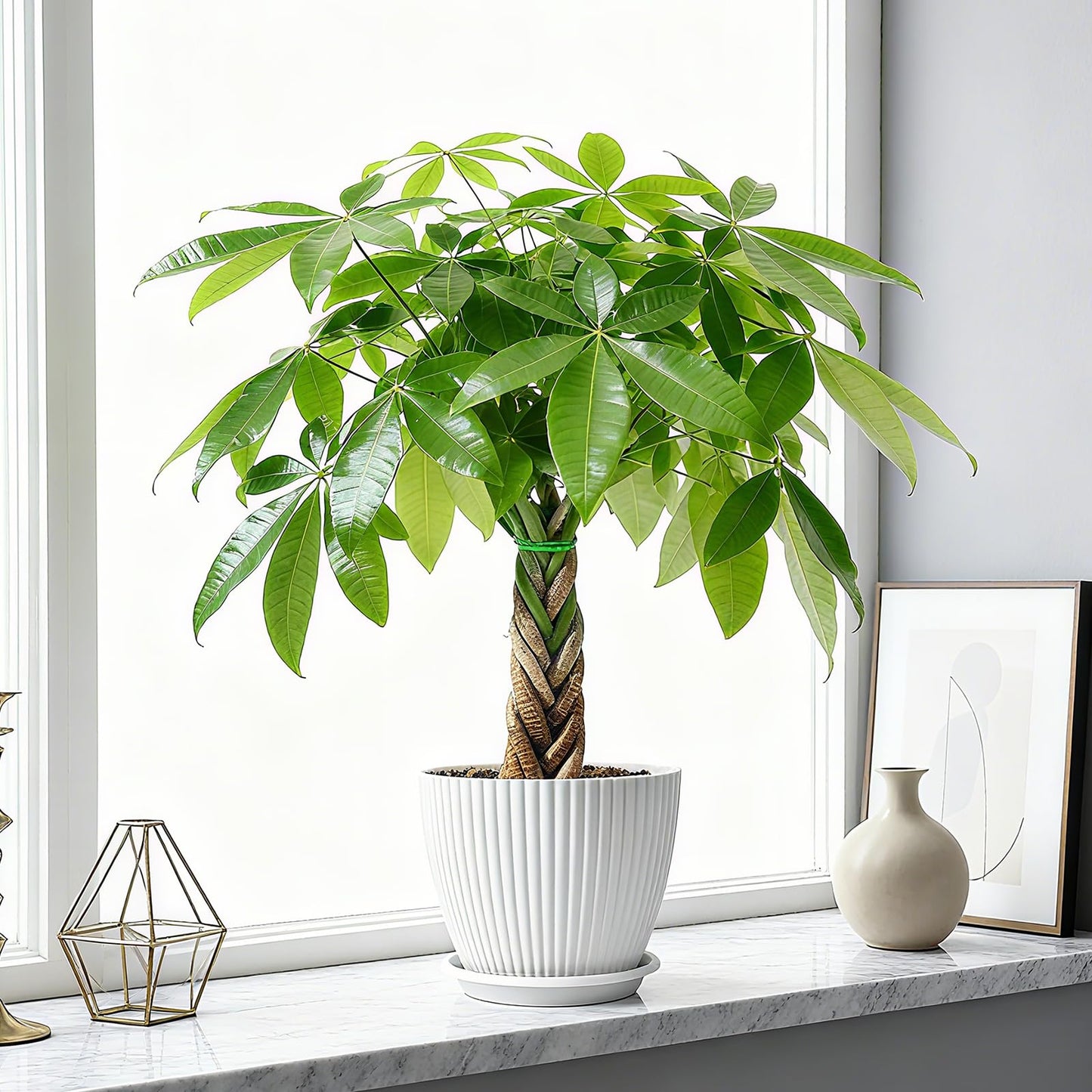 Sprout N Green 8-10" Money Tree with 5 Lucky Braid, Live Plant with White Stripe Pot, Decoration for Indoor Home Office Tabletop Windowsill Side Table, Housewarming Christmas Gift