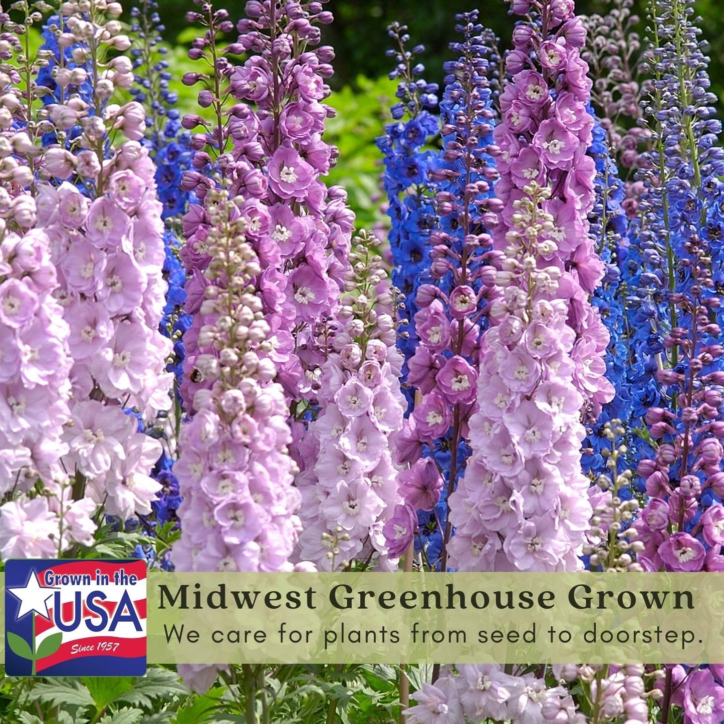 Clovers Garden Delphinium Magic Fountains (Larkspur) Plants – Two (2) Live Plants – Non-GMO - Not Seeds - Each 4" to 8" Tall – in 4" Inch Pots – Large Flower Spikes