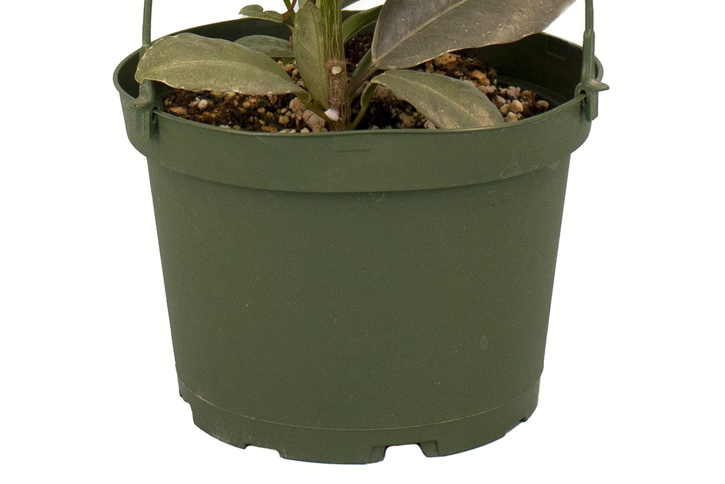 Shop Succulents | Standing Collection | Hand Selected, Air Purifying Live Elastica Tree Indoor House Plant, Rubber Plant Ficus Tinek