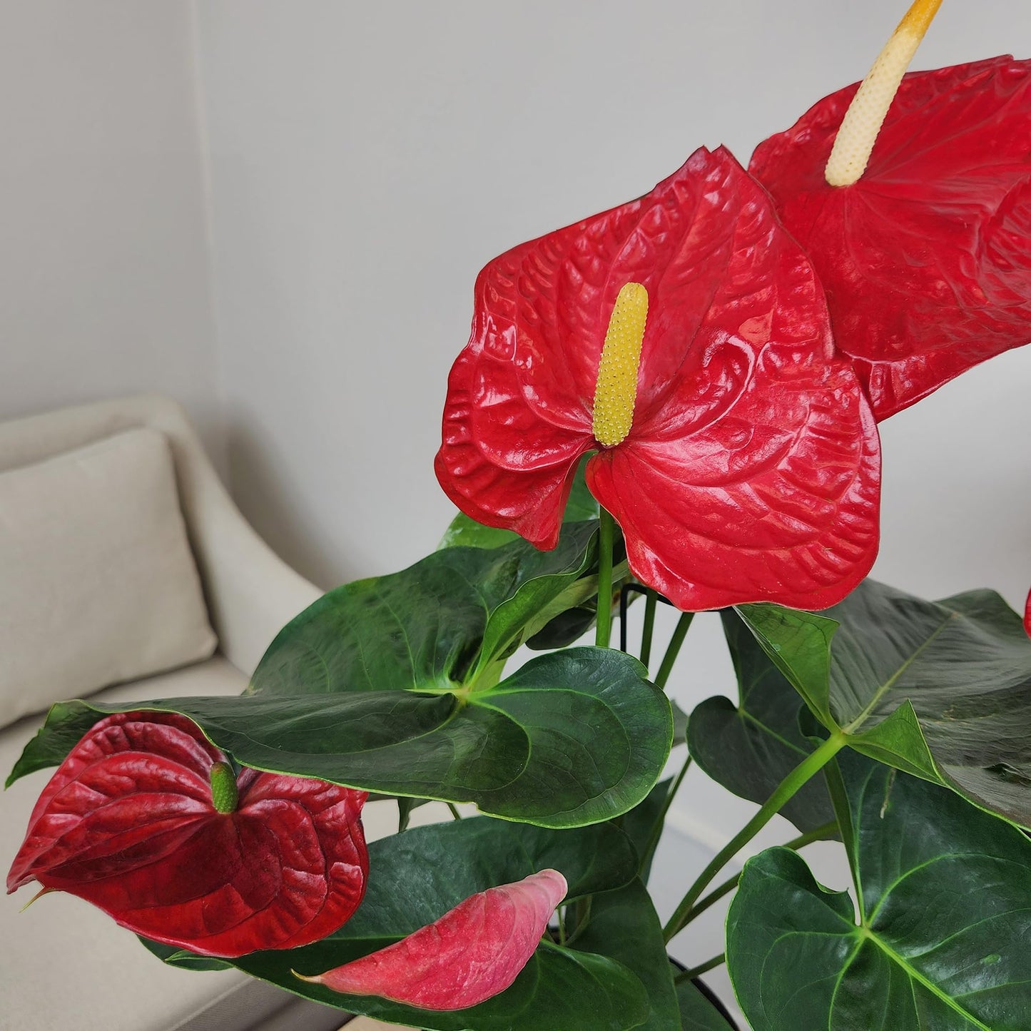 Red Anthurium Live Plant in 8" Grower Pot, Easy Care Real Houseplant, Anthuriums for Home or Office, Blooms Year Round, Air Purifying Houseplants by Plants for Pets