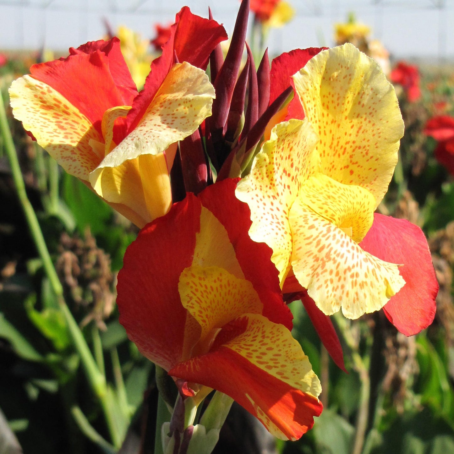 Cleopatra Canna Lily Bulb – Red and Yellow Bicolor Blooms, Tropical Garden Perennial, Zones 3–9, Summer Flowering Rhizome, 4–5 Ft Tall, 1 Bulb