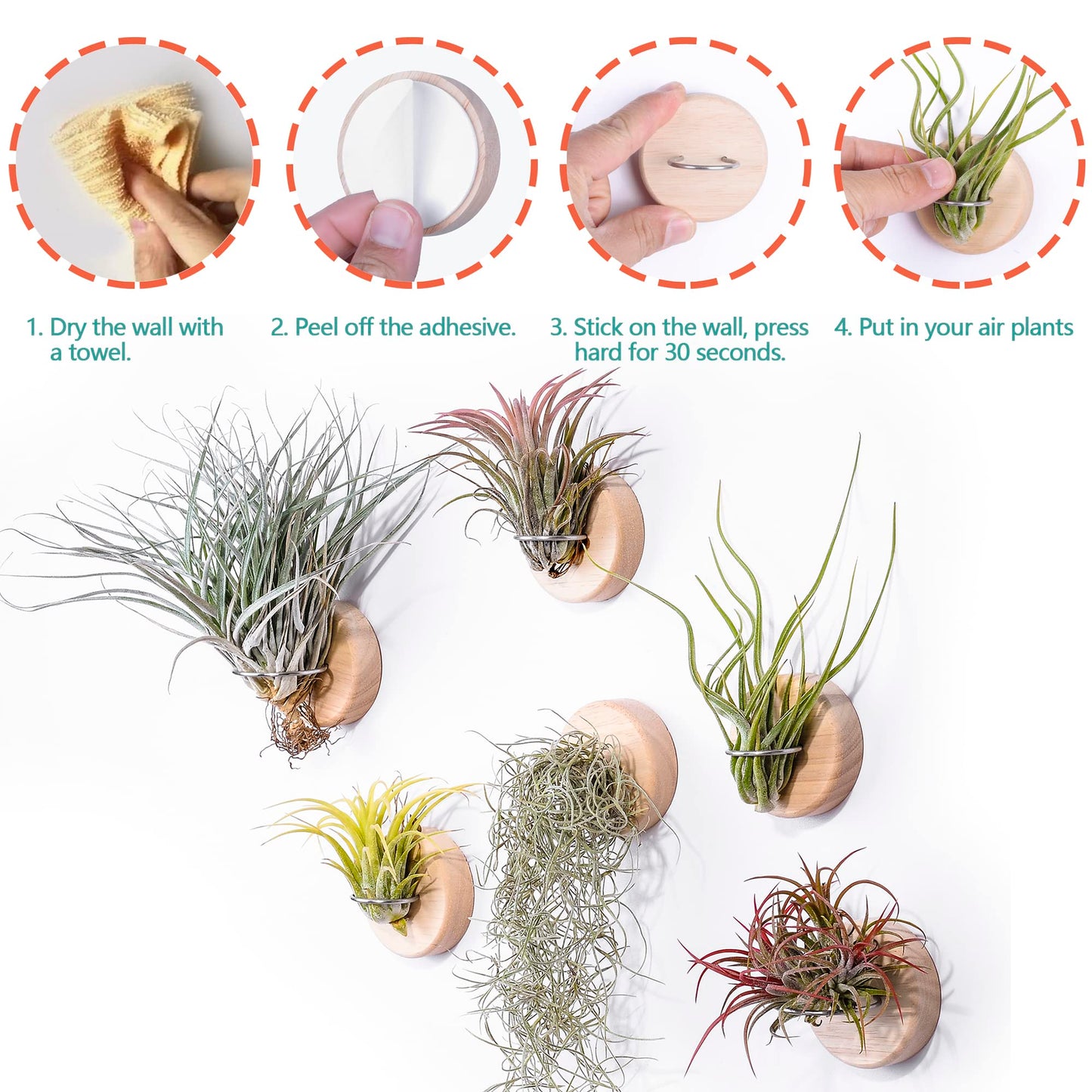 MITIME Air Plants Holders-Real Wood Live Air Plant Holders.Rustic Air Plant Stand,Wall-mounted to save space.(Plants not included)(Orbicular Set of 6)