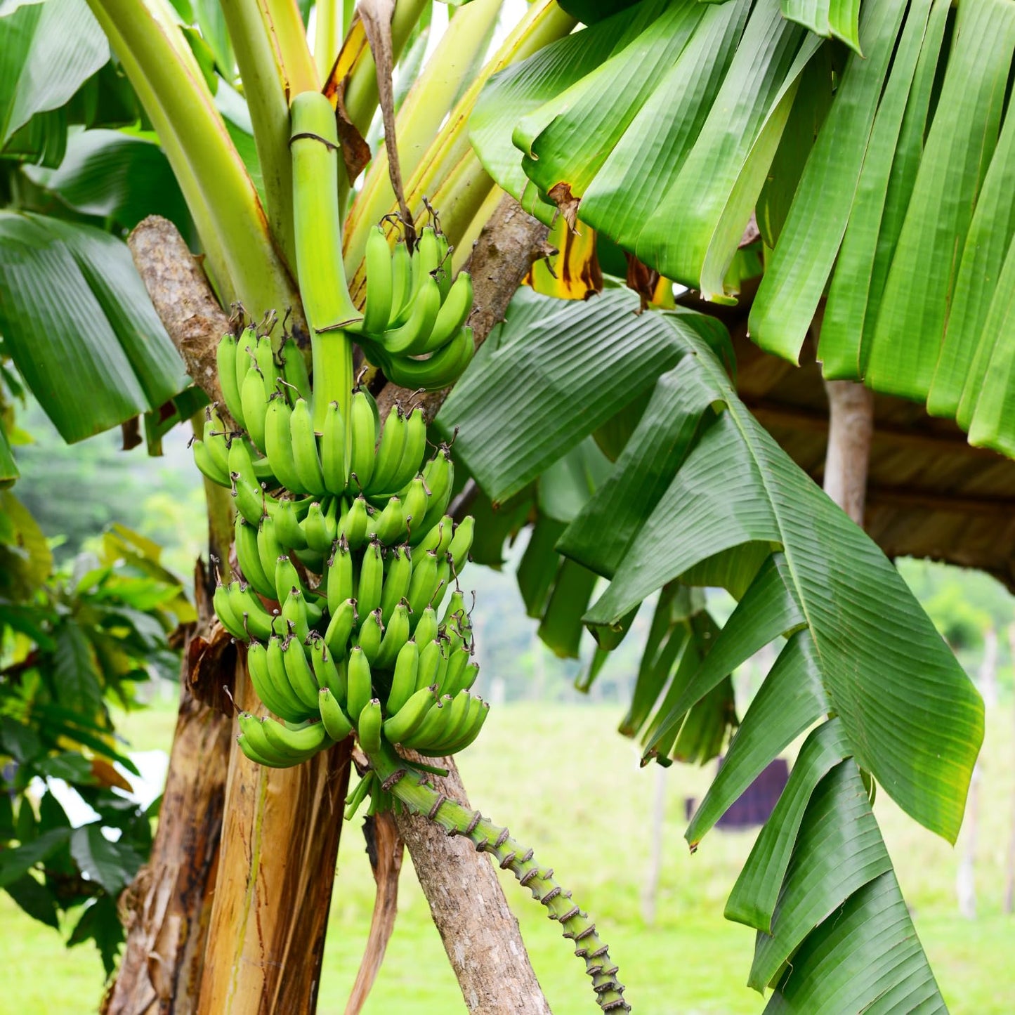 Grand Nain Banana Tree Starter, Live Banana Plant 5 Inches Height Bareroot, Fruit Tree Live Plant