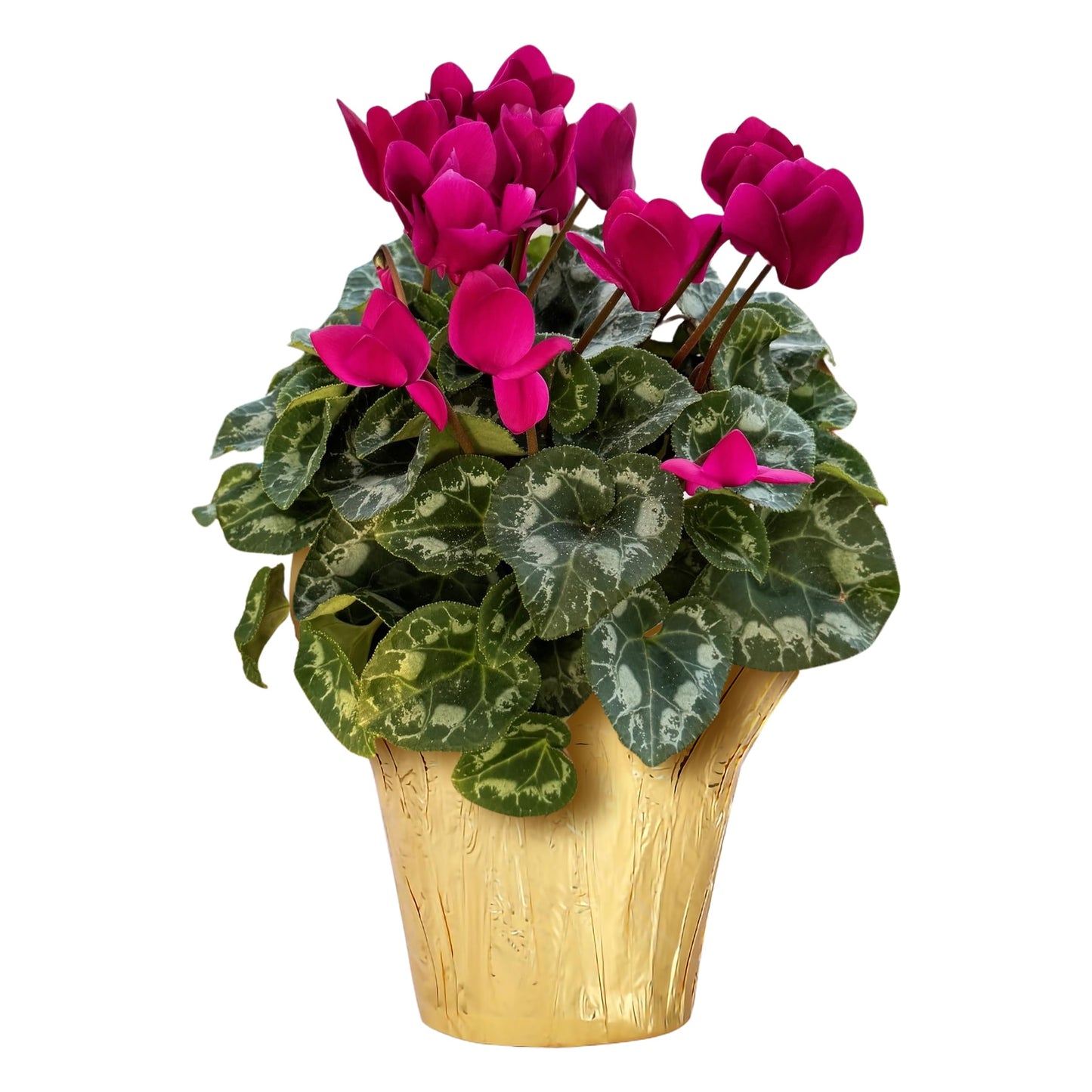 Live Flowering Cyclamen - Shades of Purple - Long Lasting Indoor Blooms - Beautiful Deco Cover - 12" Tall by 6" Wide in 1 Qt Pot