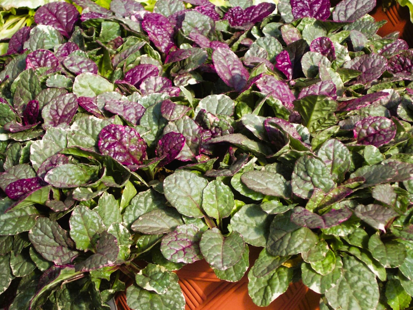 Greenwood Nursery: Live Ground-Cover Plants - Variegated Burgundy Glow Bugleweed + Ajuga Reptans - [Qty: 2X Pint Pots] - (Click for Other Available Plants/Quantities)