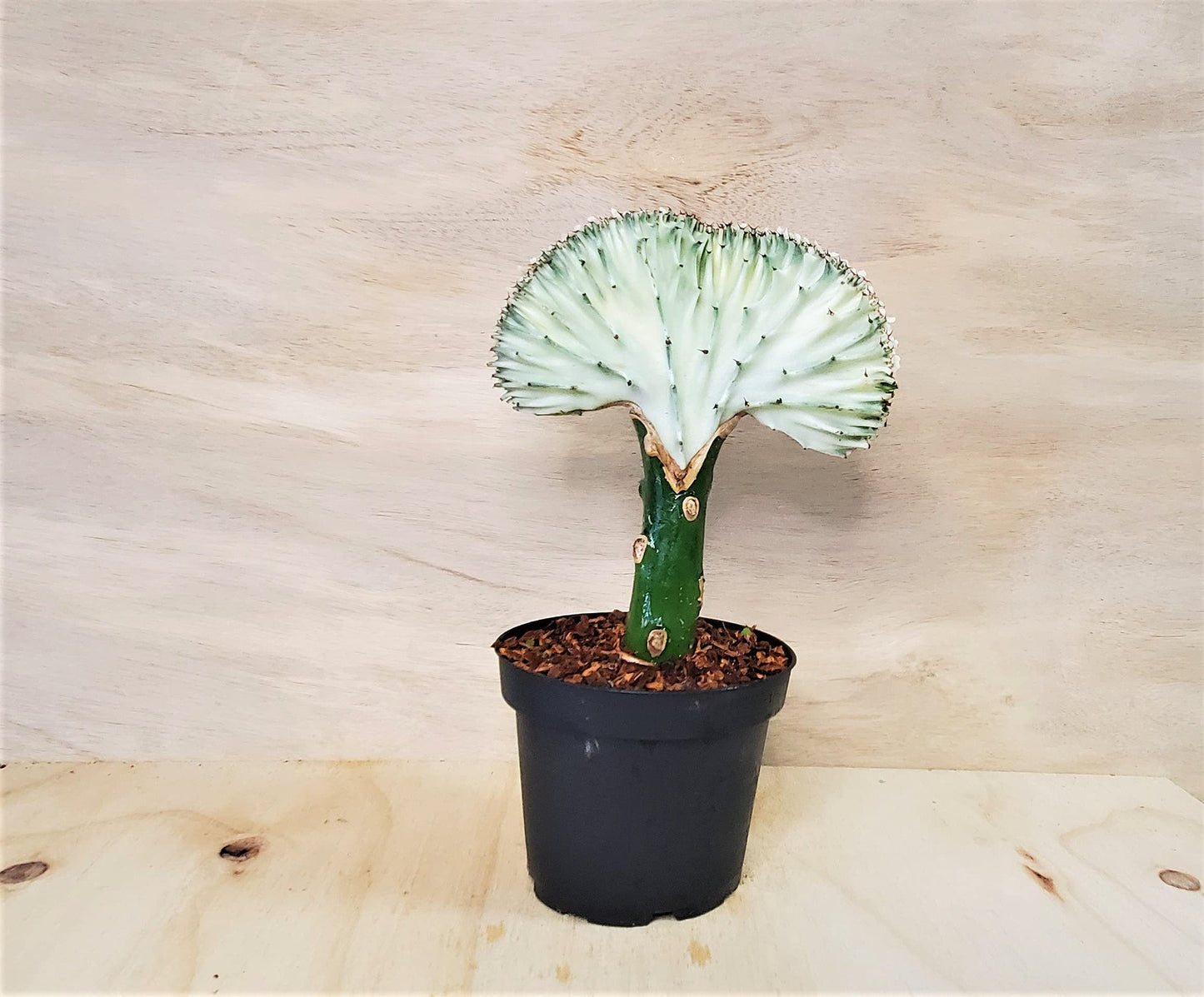 Euphorbia Lactea Cristata aka Coral Cactus in White Live Rare House Plants (All Plants are Fully Rooted Plants!) in 4" Pot by 3exoticgreen