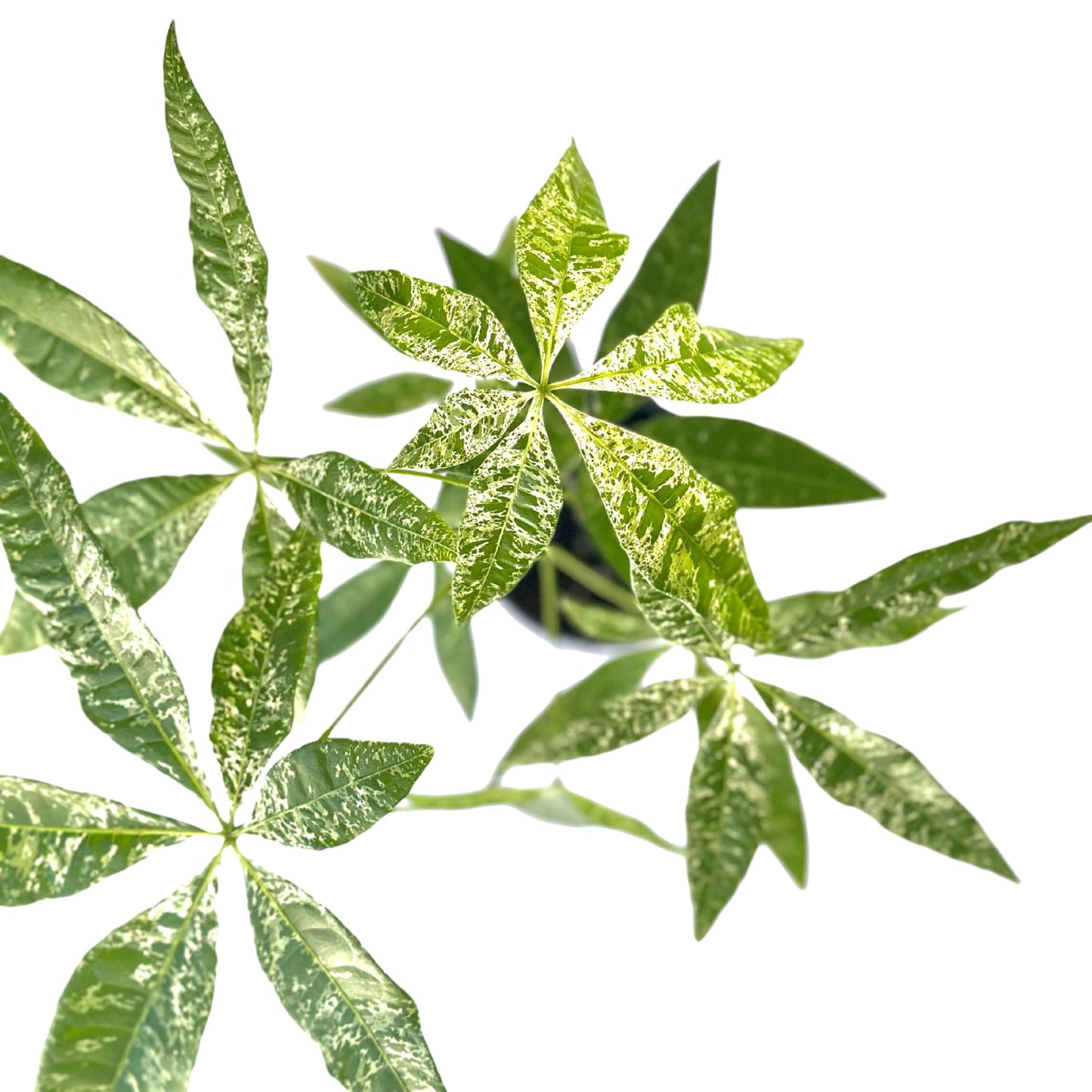 Live Money Tree Plant – 4” Indoor Pachira Glabra Variegated Fully Rooted | Albo Varieagata Rare Indoor Houseplant | Air-Purifying for Home, Office & Gifts (Heat Pack Included)