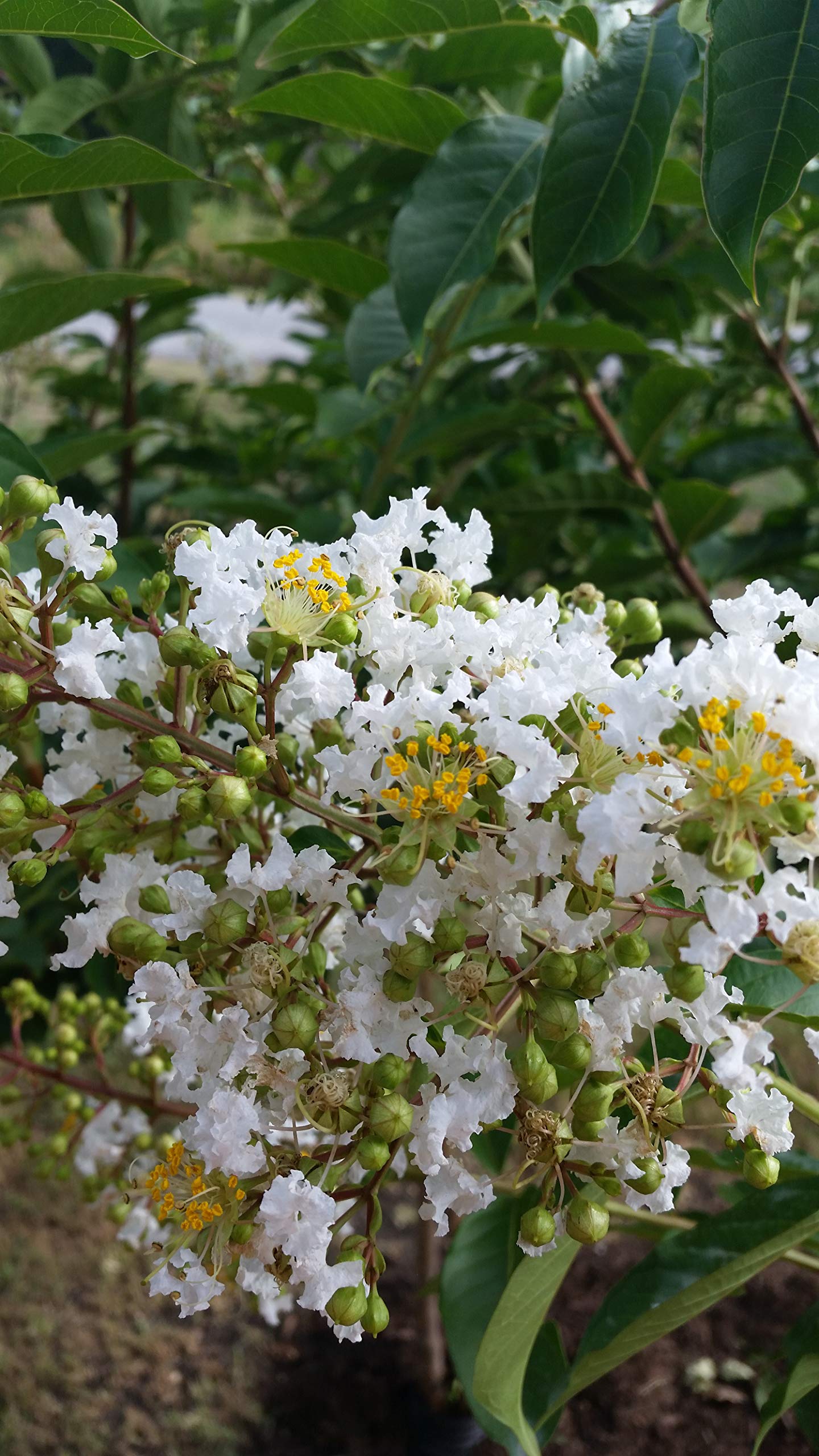 Acoma Crepe Myrtle Trees - White Blooms - Quart Containers - FIBROUS Root System - Grown by Crape Myrtle Guy - Live Plants - 1 Foot Tall (4)
