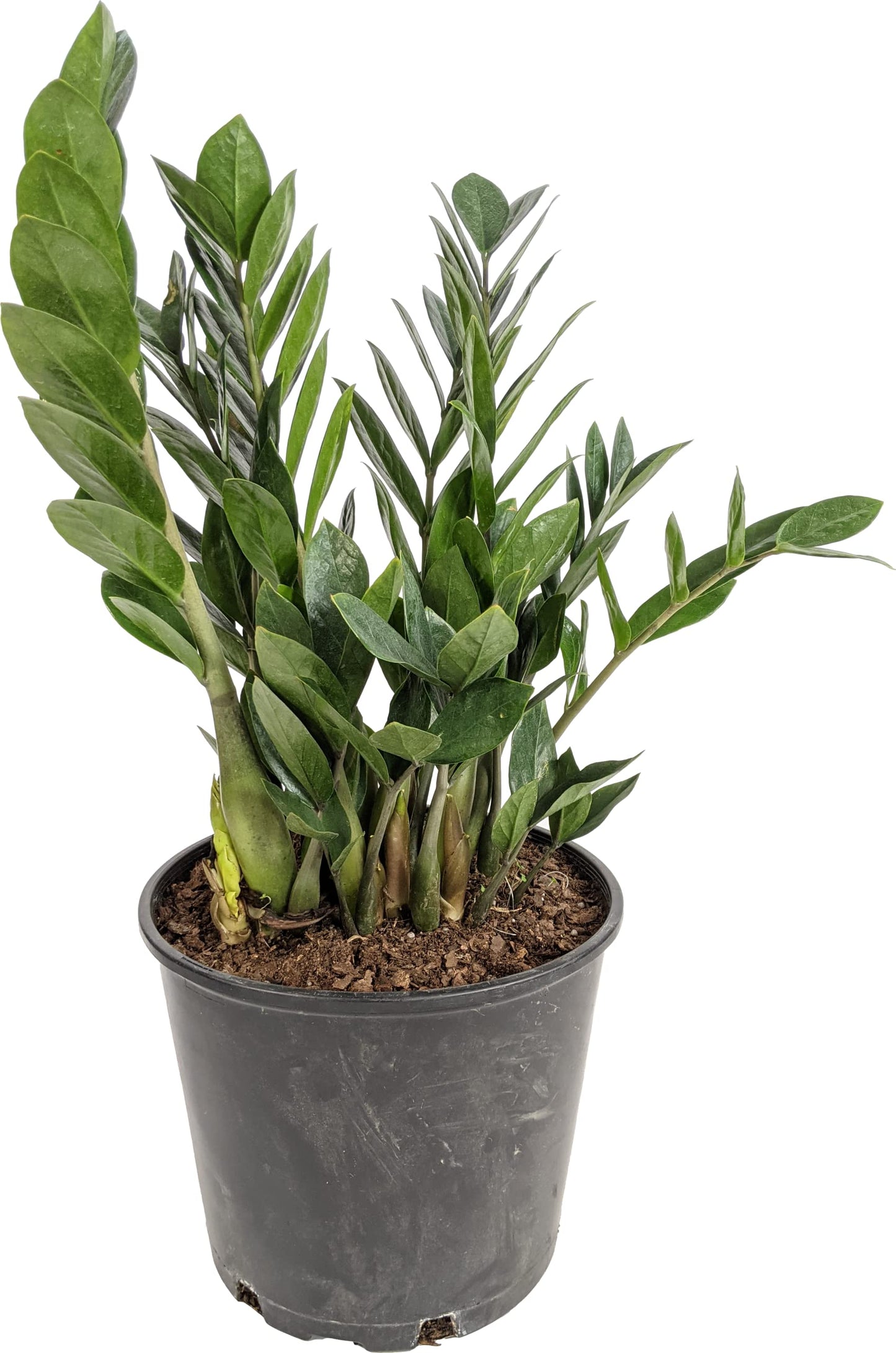 ZZ Plant (Zamioculcas zamiifolia), Live Indoor Houseplant, 6 Inch Nursery Pot
