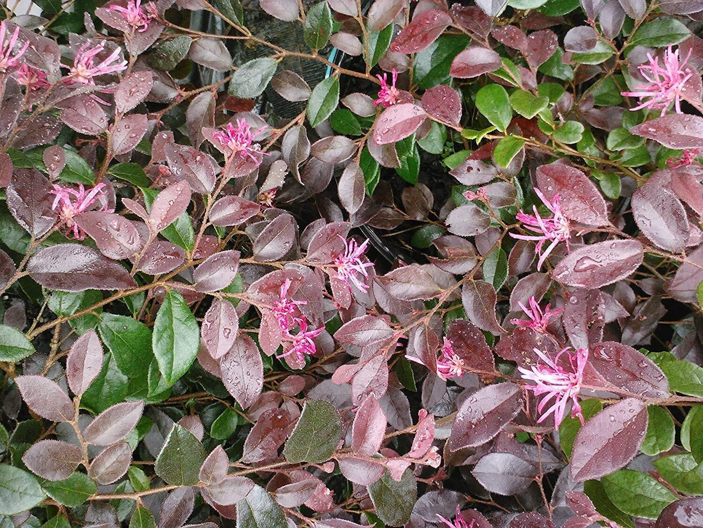 Live Plant - (1) - Ruby Loropetalum (Chinese Fringe) - Starter Plant (4M) - (1 Plant)