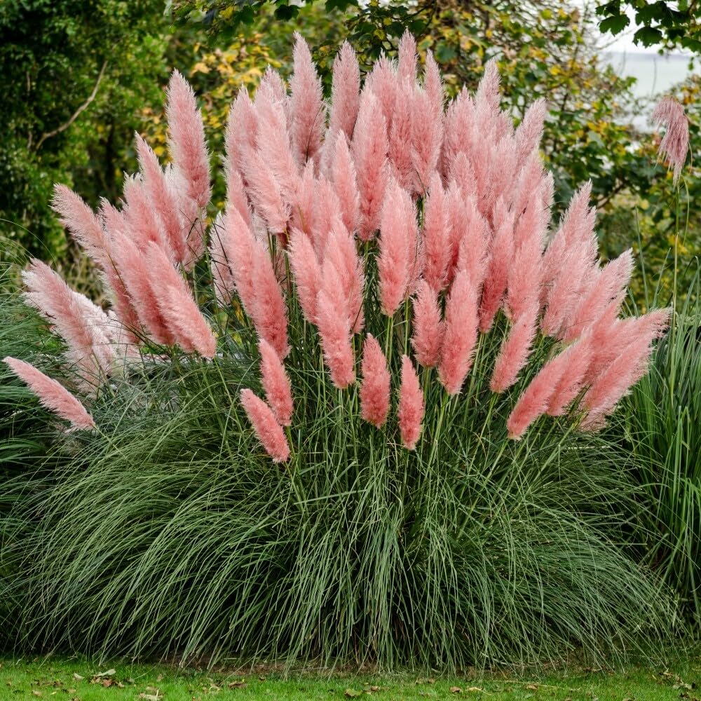 Live Plant - (1) - Pink Pampas Grass - Starter Plants (Me) (1 Plant)