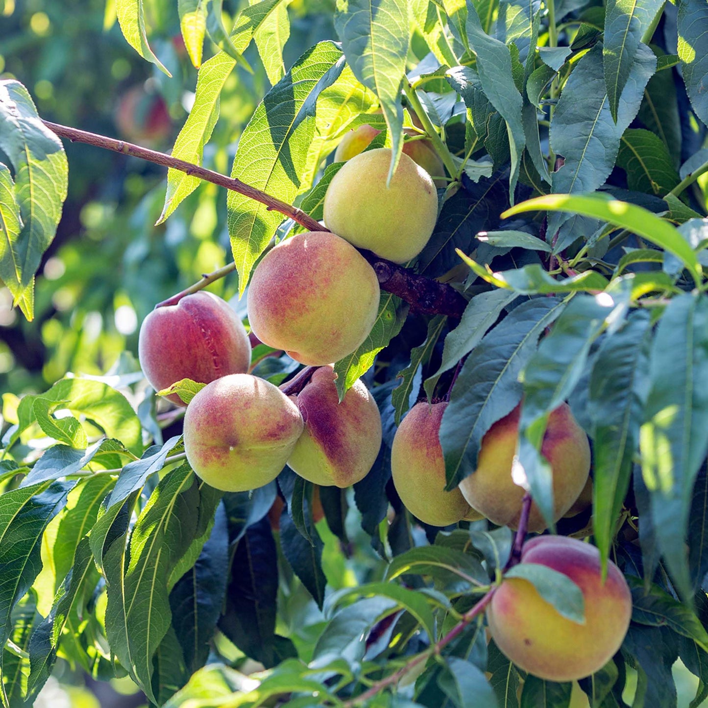 Perfect Plants White Lady Peach Tree 4-5 feet | Live Fruit Tree with Fresh White Peaches | Home Gardening