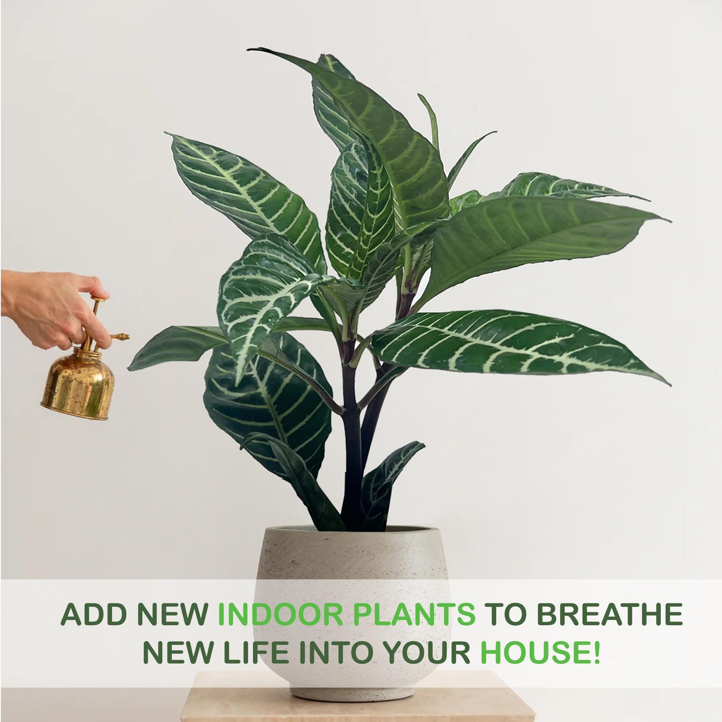 LEAL PLANTS ECUADOR Aphelandra Squarrosa Zebra Plant (Pack of 2)– Striking Foliage House Plant Easy Care, Air-Purifying Indoor Plant for Wellness & Home Decor, Office Desk, Unique Sustainable Gift
