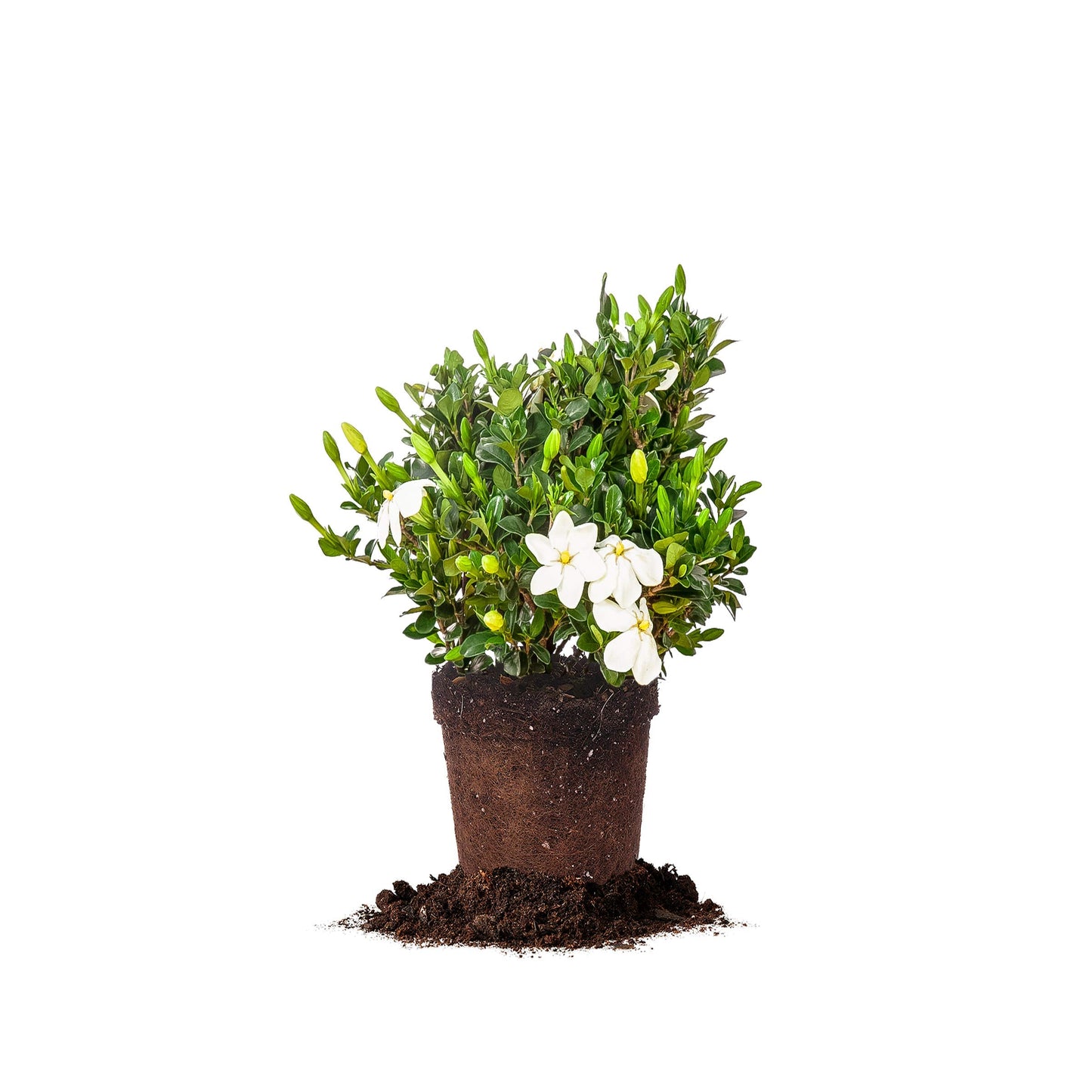 Perfect Plants Kliem's Hardy Gardenia Live Plant, 1 Gallon Pot