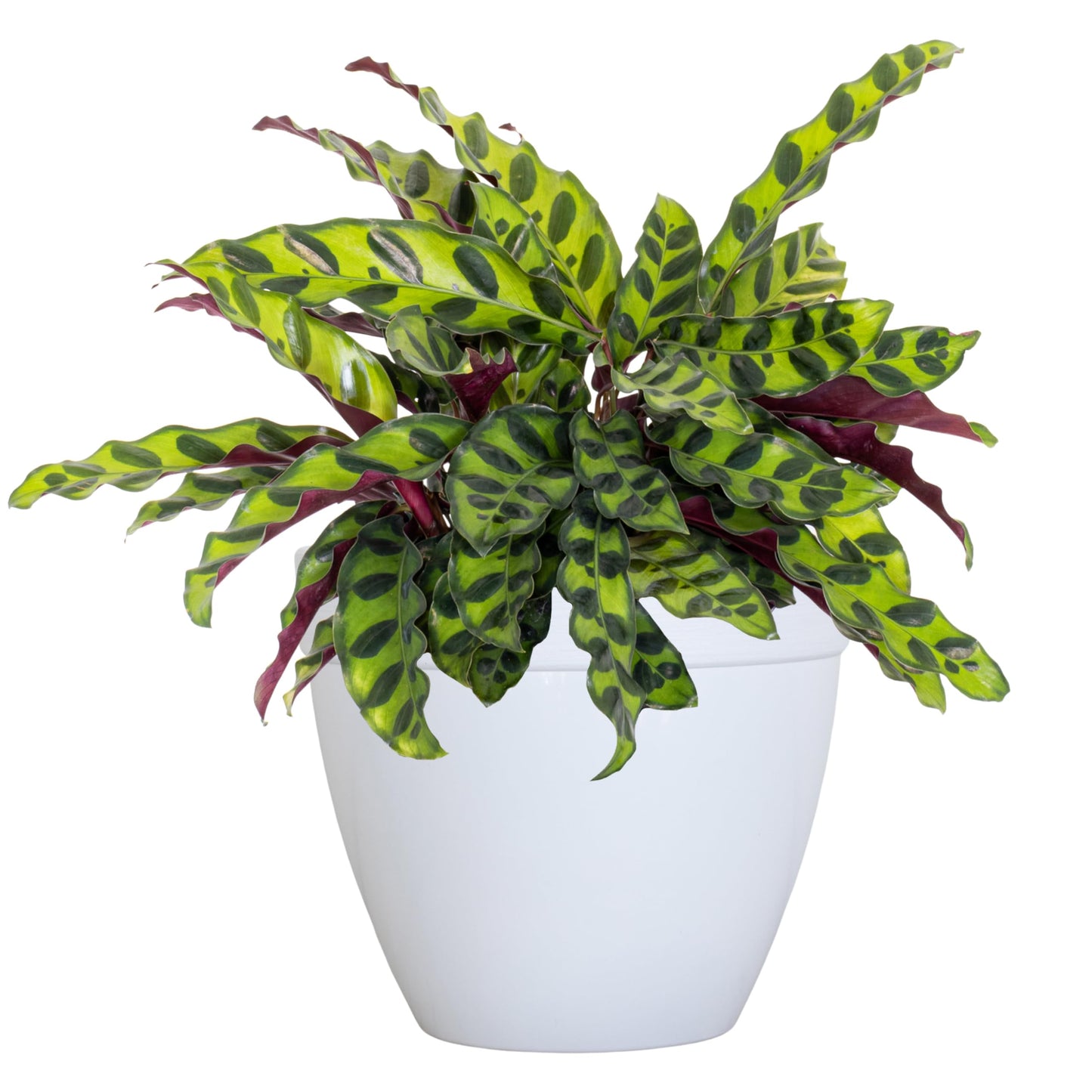 U UNITED NURSERY Live Calathea Rattlesnake Prayer Plant Goeppertia insignis Easy Care Plant Shipped in 6 inch Grower Pot