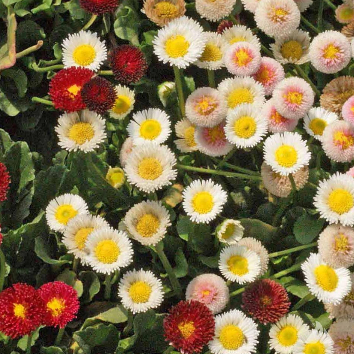 Pomponette Mixed Bellis English Daisy 0.25 Oz 43,750 Seeds Bellis Perennis Non-GMO, Open-Pollinated, Cool Season, Self-Seeding Perennial Pink, Red & White Flowers