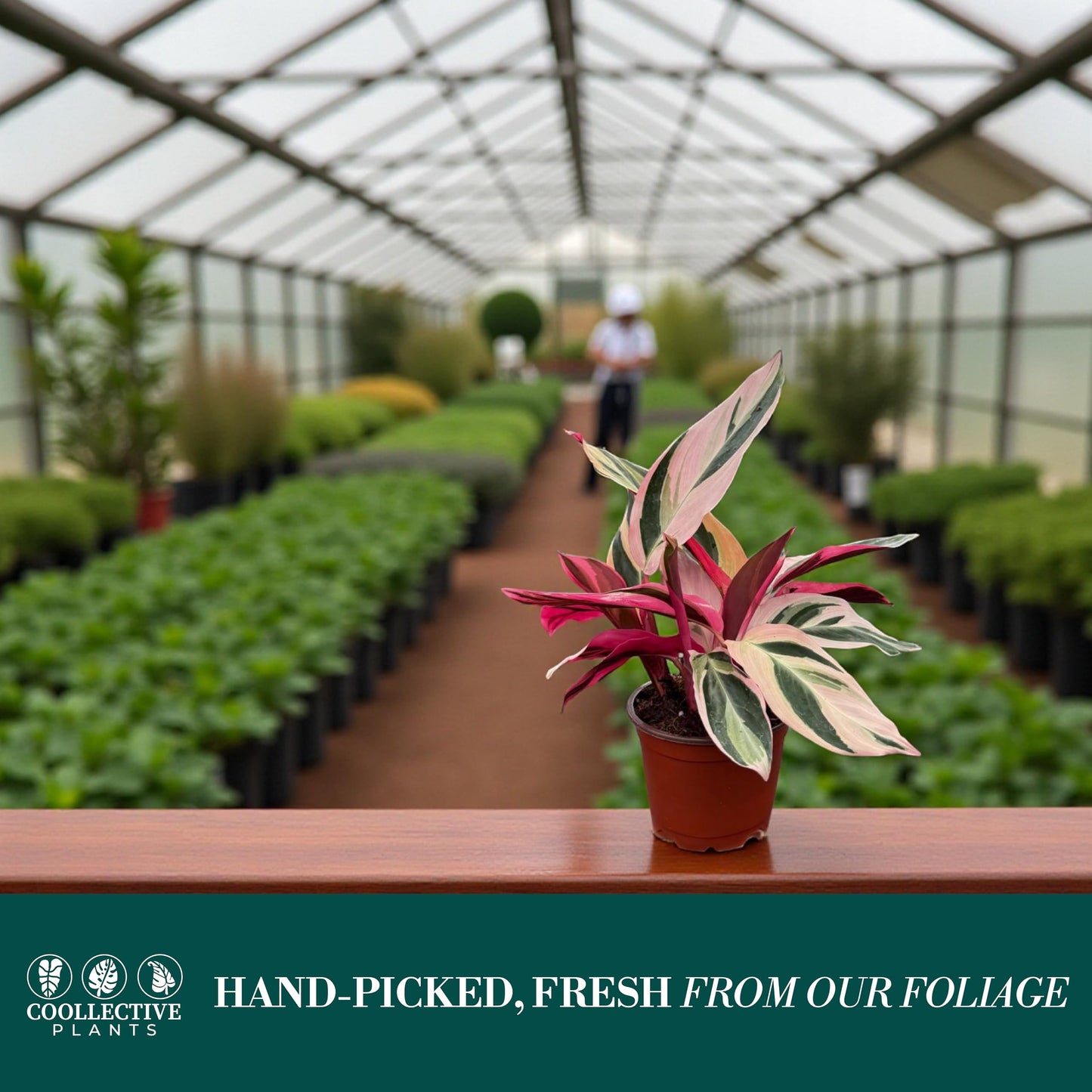 CoollectivePlants Stromanthe Triostar Live Plant in 4″ Growers Pot – Rare Tricolor Houseplant, Easy Care Indoor Plant, Low Maintenance Tropical Foliage for Home or Office