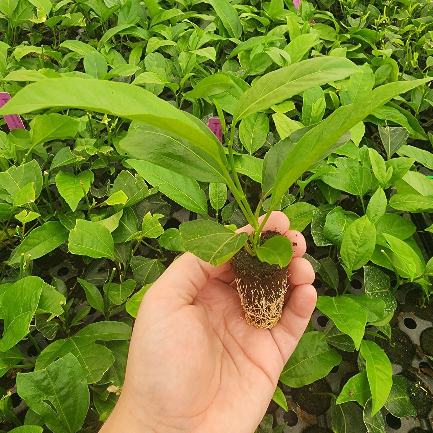 Passion Fruit Live Plant 4 Pack – 'Possum Purple' (Maracuya) — Self-Fertile Passiflora edulis Vine for Trellis, Arbor & Containers — Fast Growing Sweet Purple Fruit. Easy Edible Garden Starter