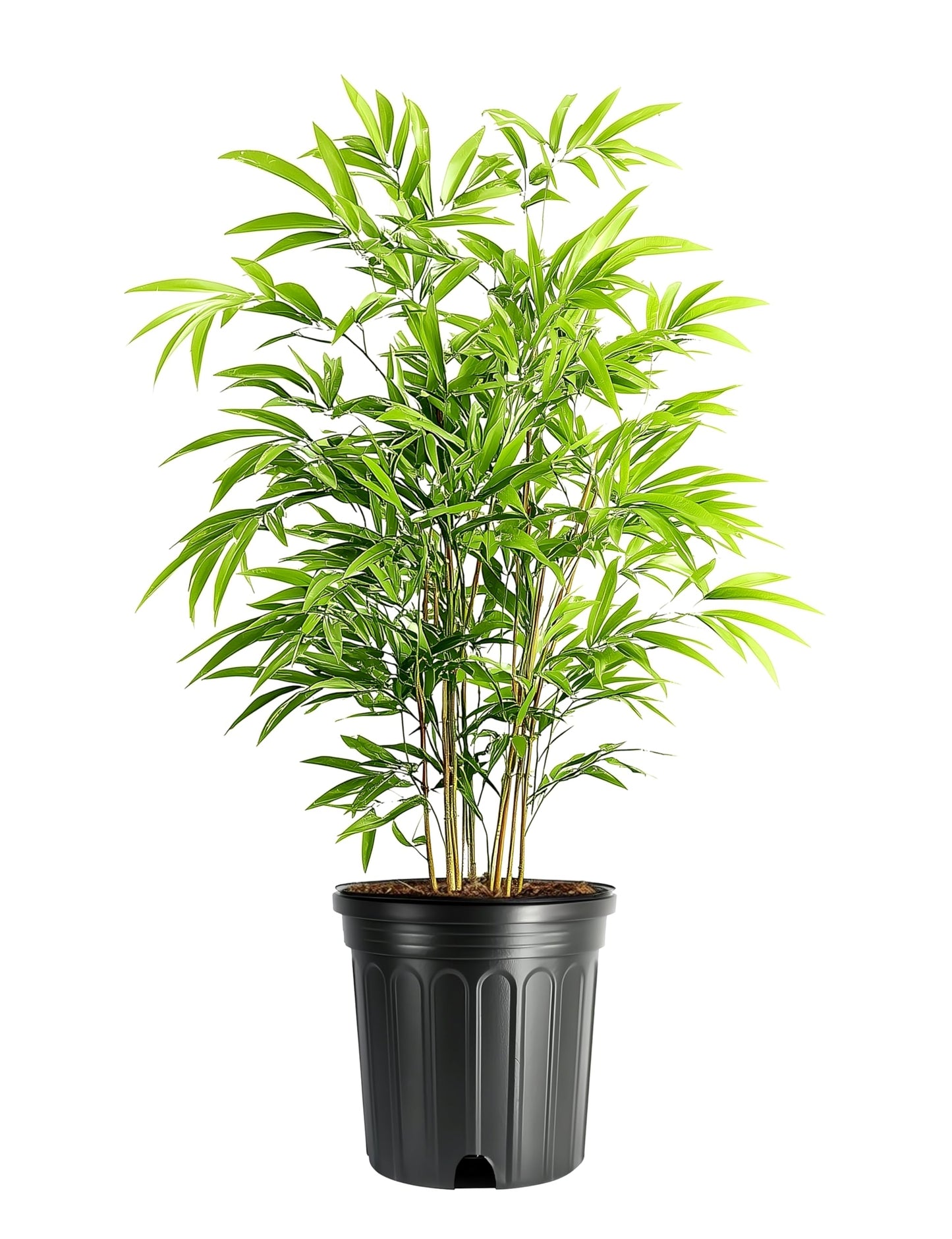 Fernleaf Bamboo | 3 Extra Large Trade 3 Gallon Plants | Bambusa multiplex | Clumping Bamboo Privacy Screens | Fast Growing Ornamental Hedge Gardens Walkways Borders Landscapes Foundation Accent Use