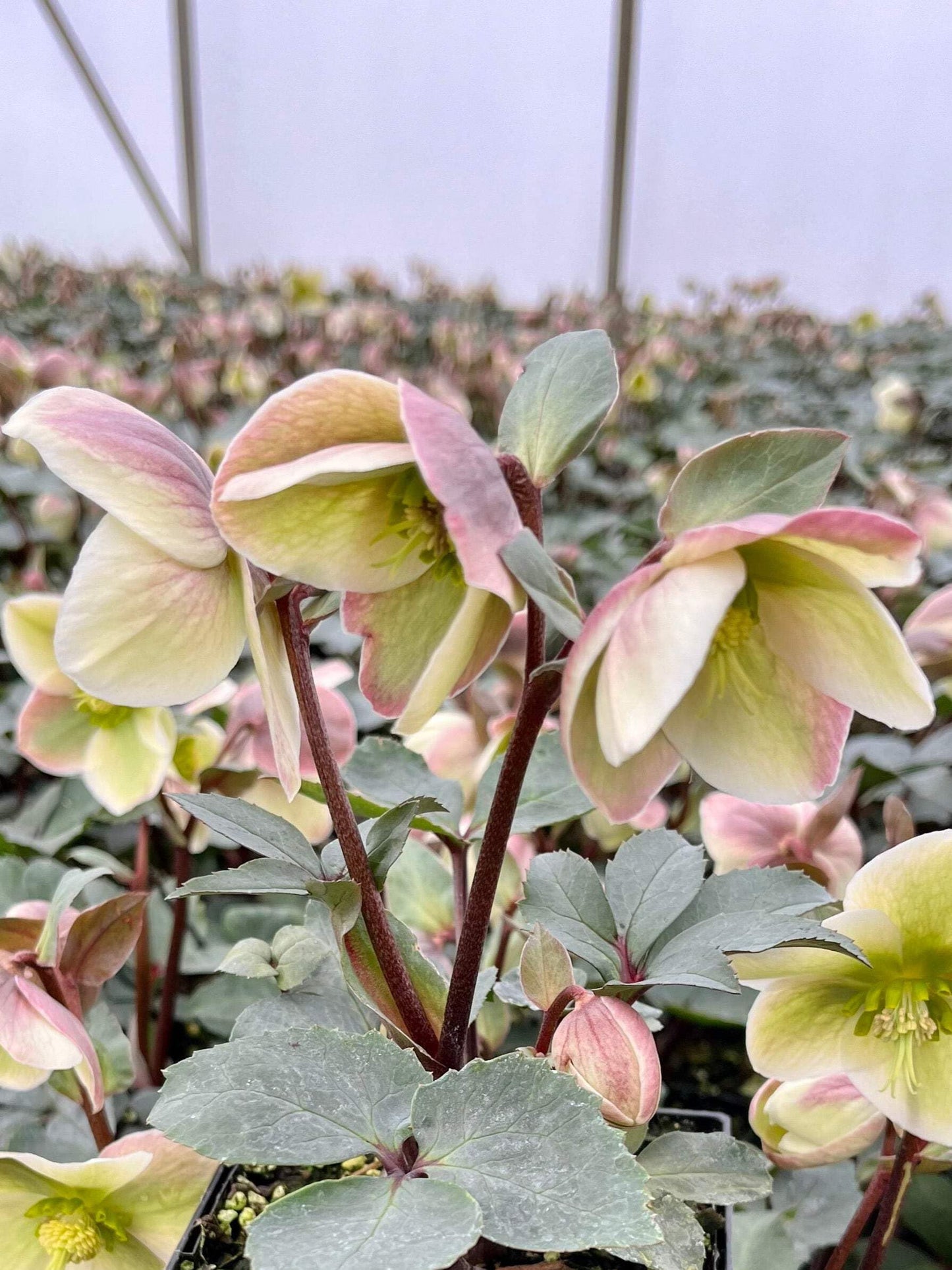 Perennial Farm Marketplace Helleborus ‘Ivory Prince’ (Lenten Rose) Live Perennial, Size-Quart, Ivory Late Winter to Spring Flowers with Evergreen Foliage