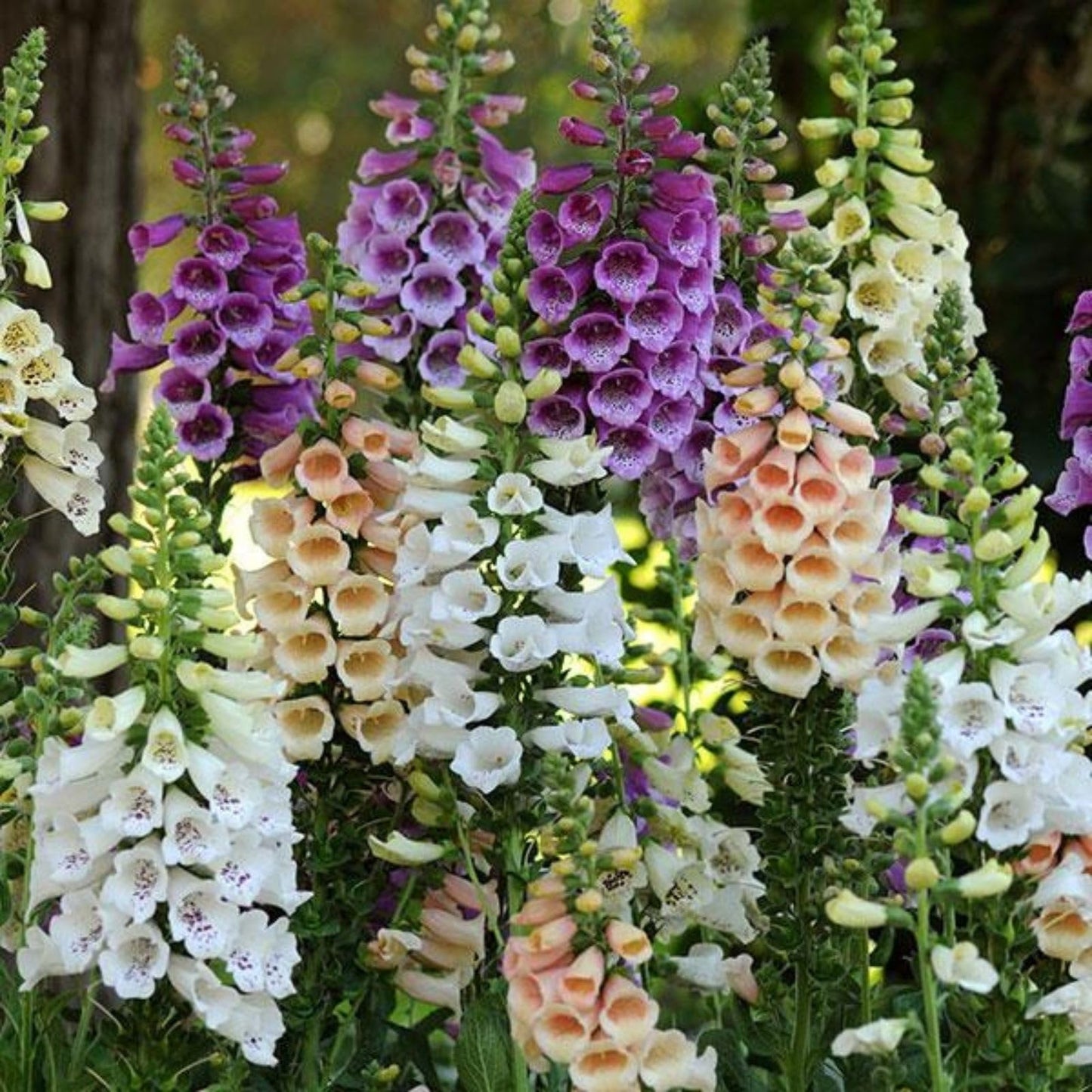 Clovers Garden Foxglove Dalmatian Mix Plants Two (2) Live Plants Non-GMO - Each 4" to 8" Tall in 4" Pots Heirloom Perennial, Pollinator Friendly Lavender, Purple, Pink, Cream, and White