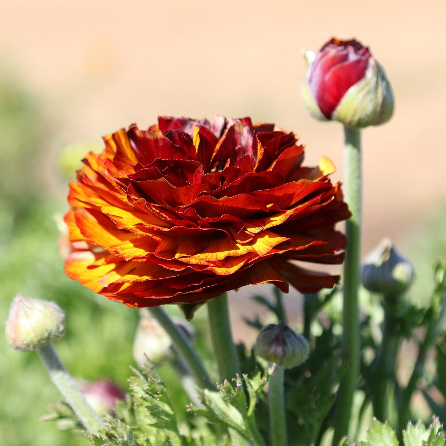 Easy to Grow Ranunculus Tecolote Cafe 10 Flower Bulbs - Spring Bronze Red & Yellow Blooms in Sun, Carlsbad Flower Fields, Great for Cutting