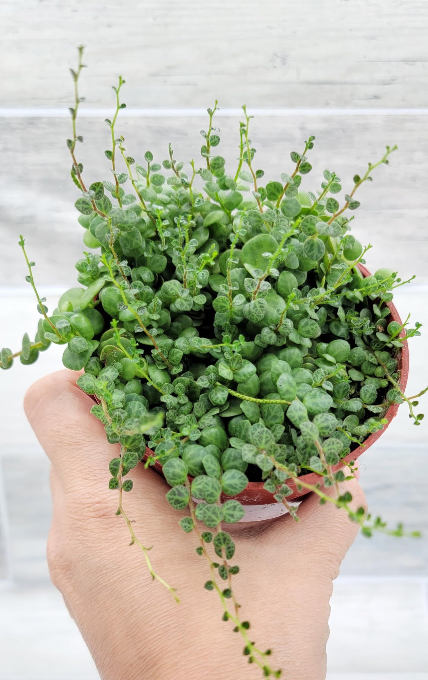String of Turtles Peperomia Prostrata Plants Live Houseplants, Rare Indoor Plants, Fully Rooted Live Indoor Plants in 4-Inch Pot by 3exoticgreen