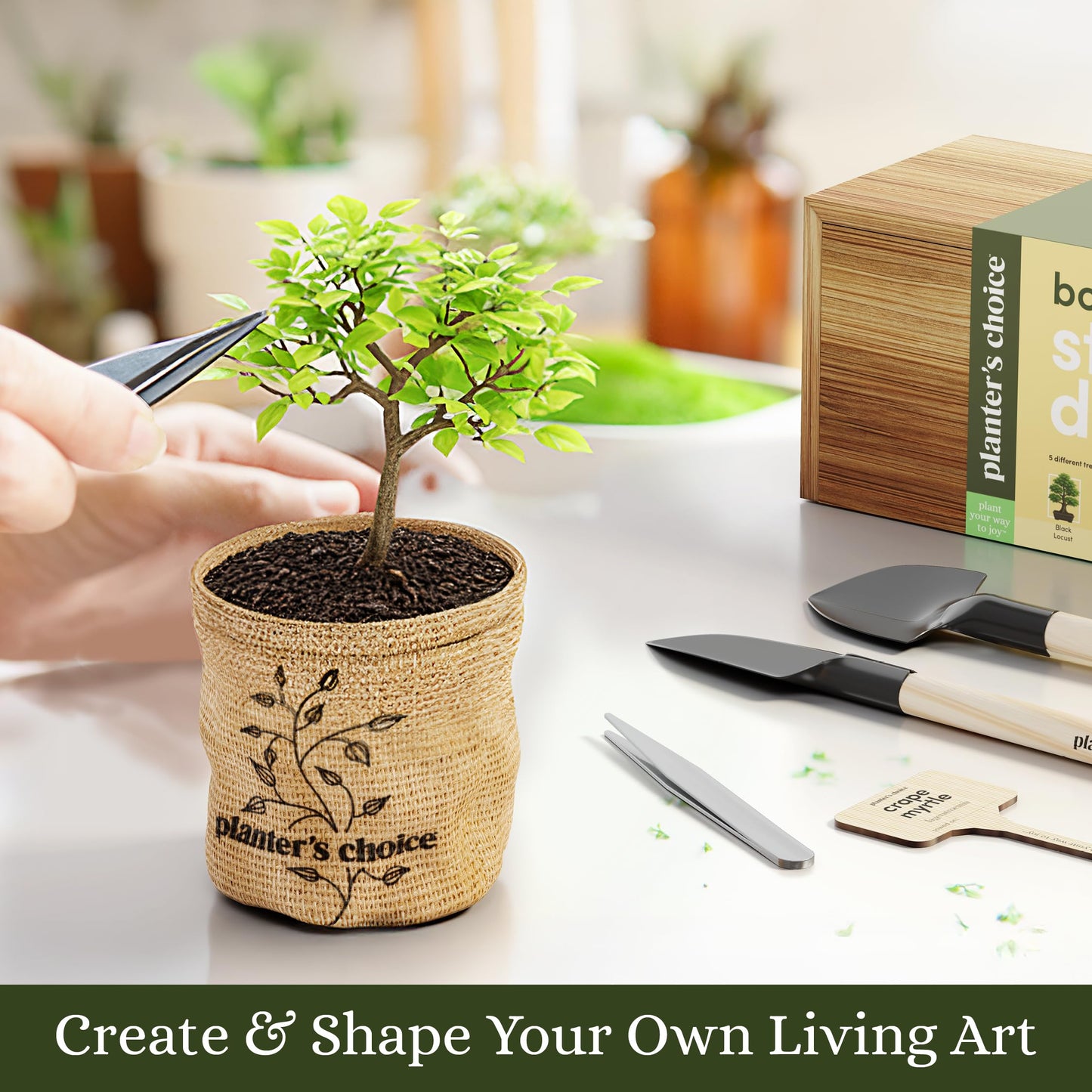 Planter's Choice Bonsai Tree Starter Kit - Mothers Day Gifts for Women, Men - Birthday Gifts for Adults - Indoor Live House Plants - DIY for Adults Craft Kits - Unique Hobby Gift Gardening Lovers