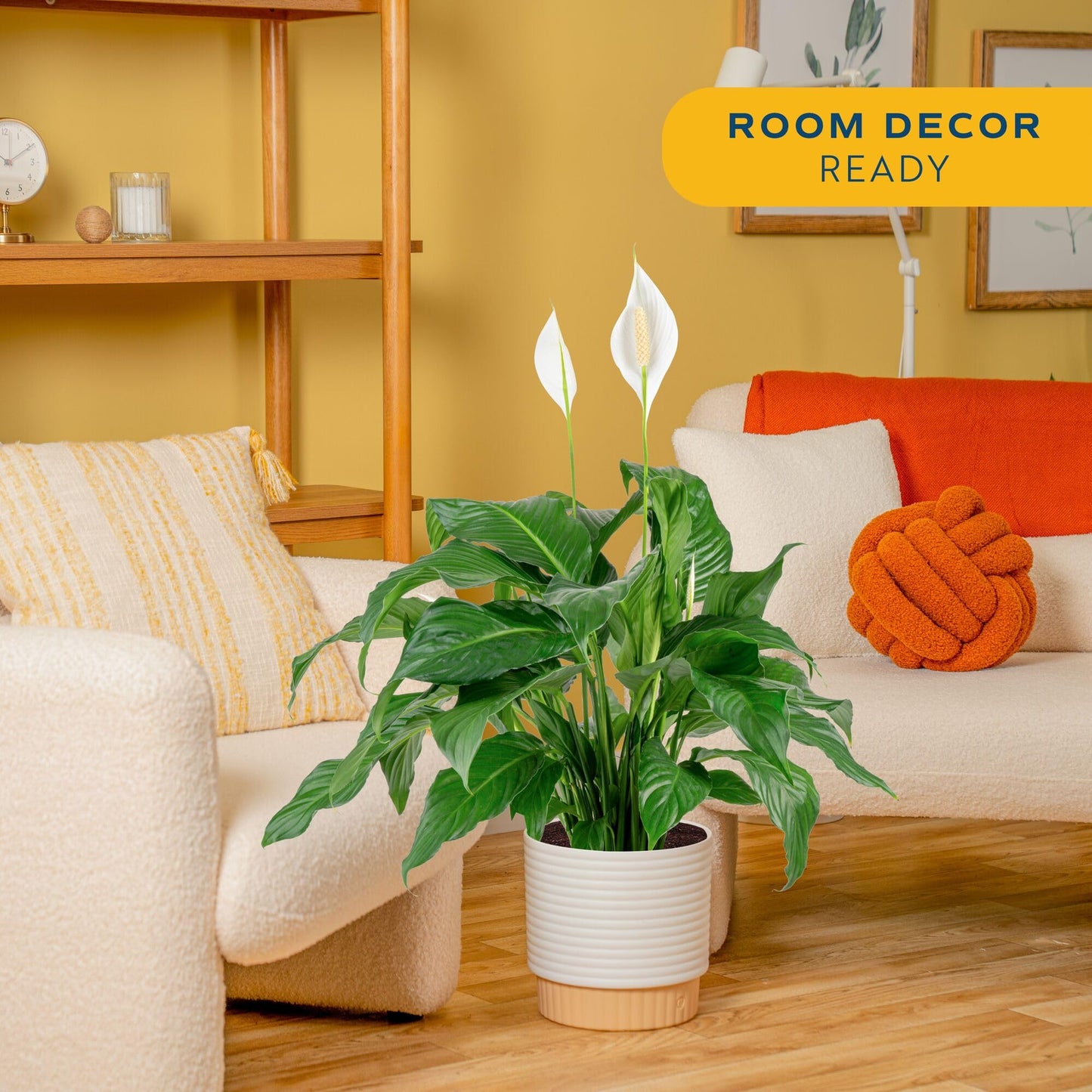 Costa Farms Peace Lily Live Plant in Decorative Pot, Large Air Purifying Flowering Indoor Houseplant, Perfect for Home, Room, or Office Decor, Great House Warming or Birthday Gift, 2-3 Feet Tall