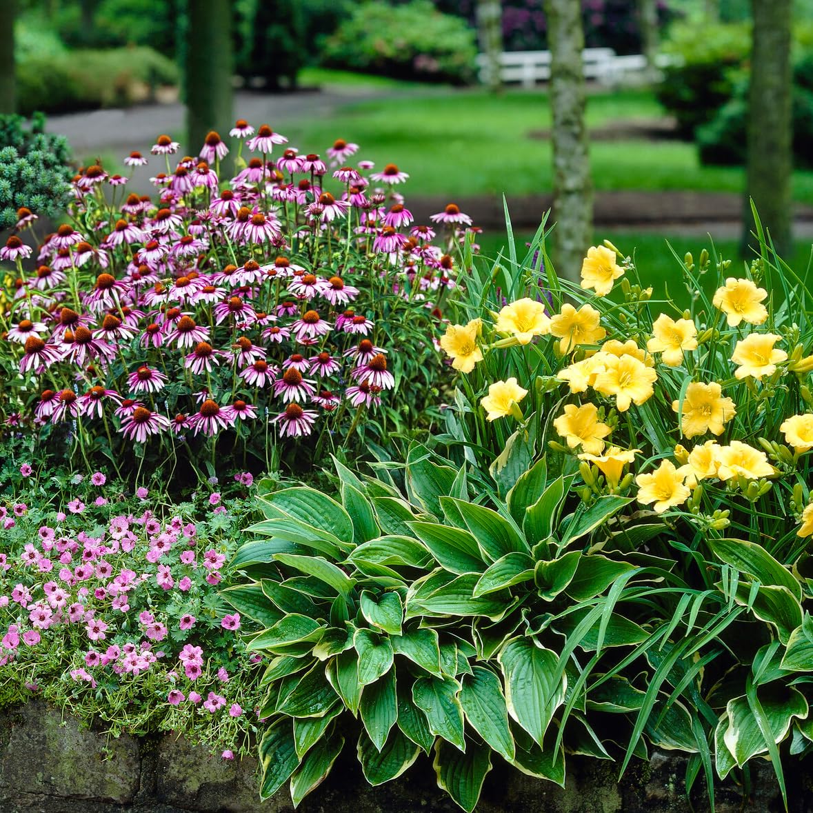 Complete Perennial Flower Bulb Garden - 25 Bulbs for 50 Days of Continuous Blooms (Summer Color from June Through October) - Easy to Grow Summer Planting Bulbs by Willard & May