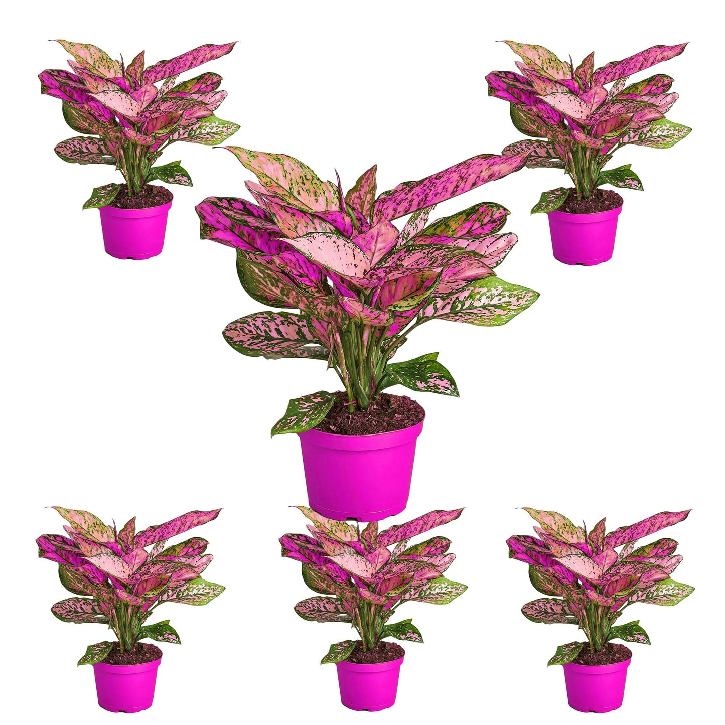 6 Pack Chinese Evergreen 'Lady Valentine' - in 6in Pot - Live Plants Tropical Houseplants | Variegated | USA Growers | The Snobby Leaf