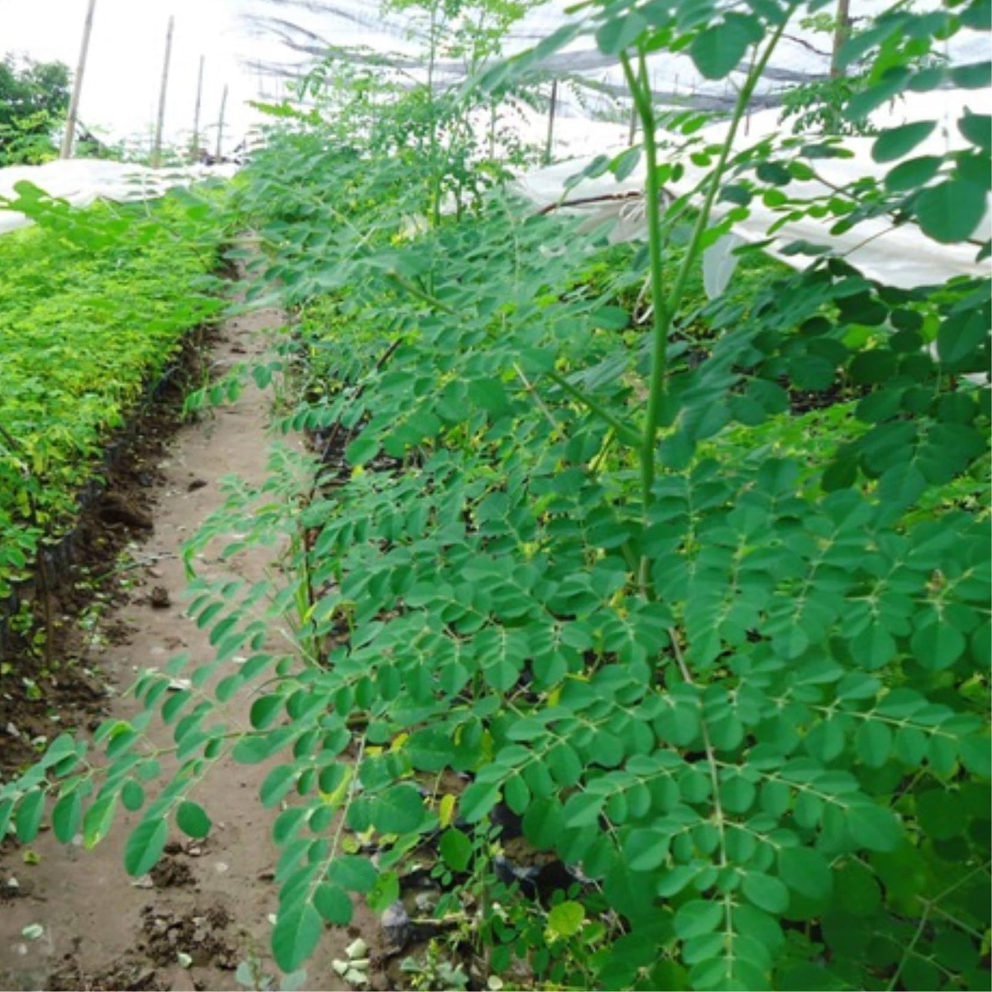 Sets 2 Moringa Plants Live Tree, 6 to 10" Moringa Oleifera Plant, Well Rooted, Cold Hardy, Spring Planting Drumstick Horseradish Tree