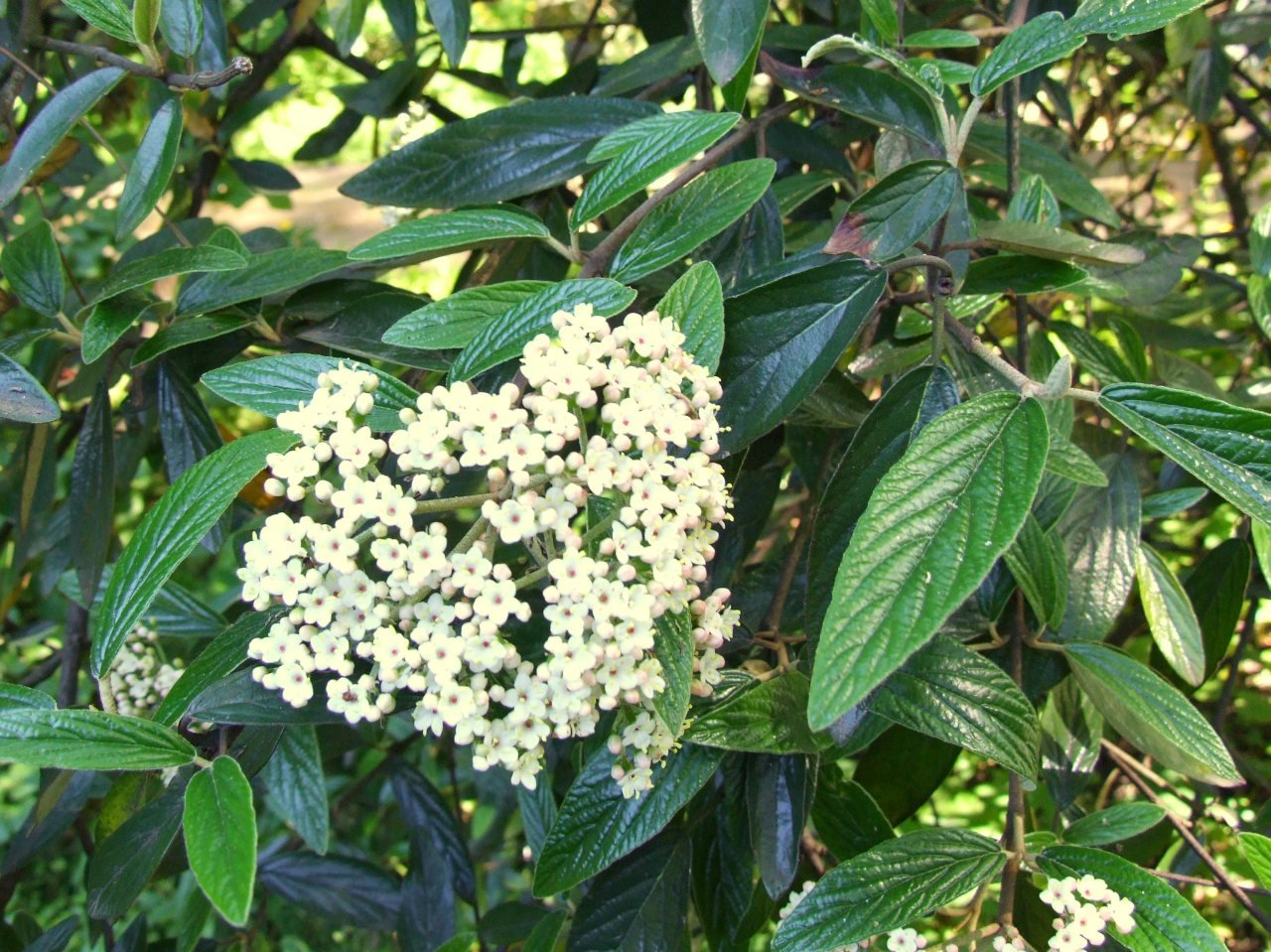 Pragense Viburnum - Live Plant Shipped 2 to 3 Feet Tall by DAS Farms