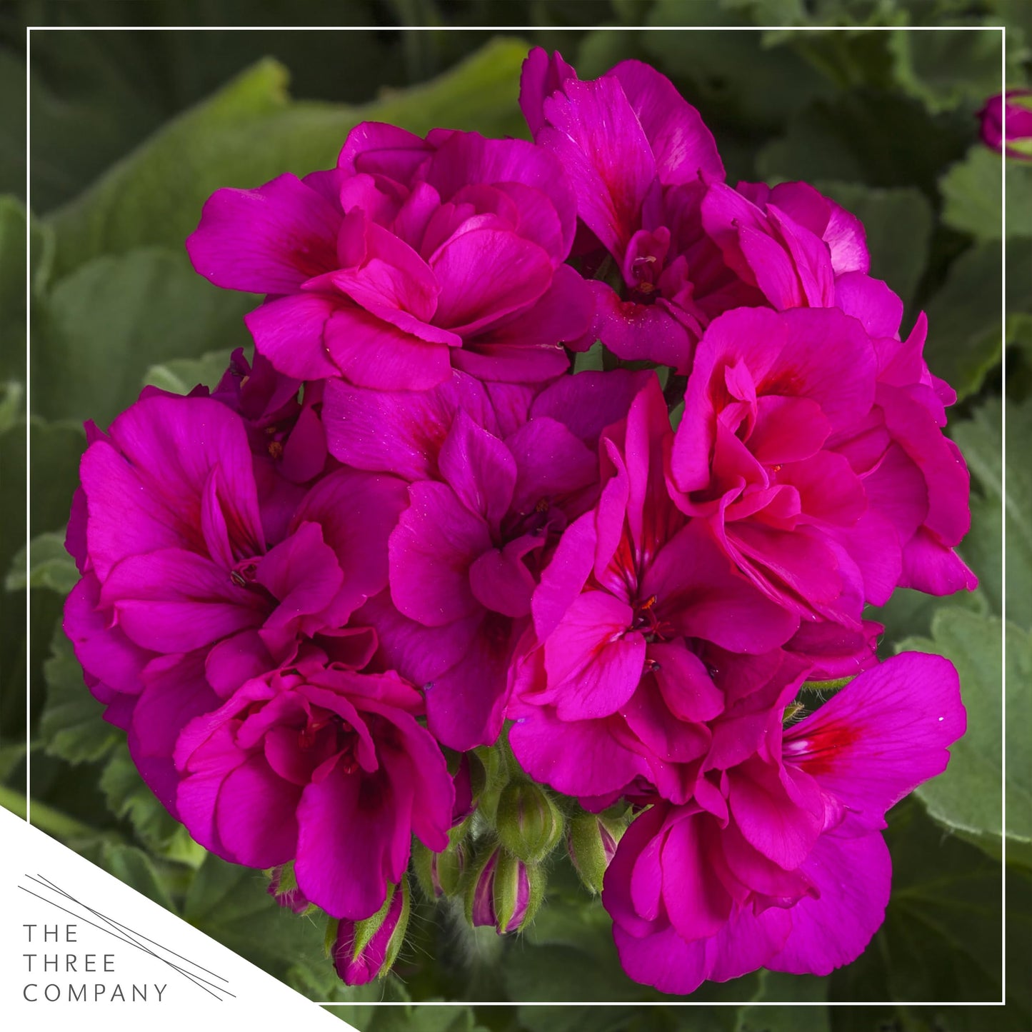 Live Flowering Zonal Geraniums - Purple (3 Plants Per Pack) - Beautiful Spring Flowers - 12" Tall by 5" Wide in 1 Qt Pot
