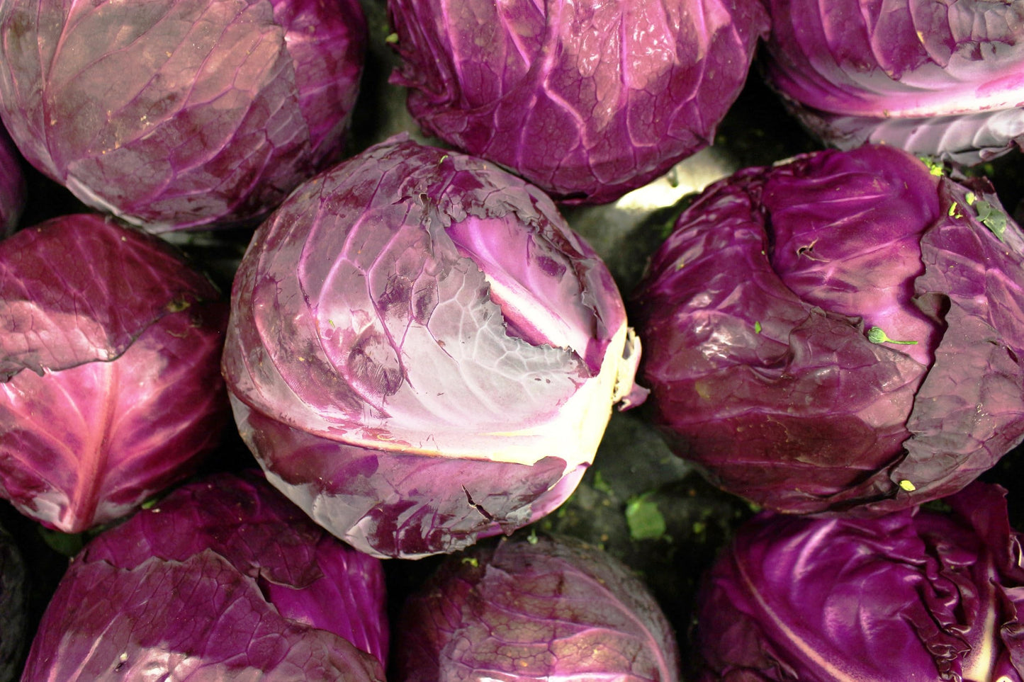 Cabbage Seeds for Planting - Plant & Grow Red Acre Cabbage in Your Home Outdoor Vegetable Garden - Heirloom Non GMO Planting Packets with Full Instructions - Great Gardening Gift, 5 Packets