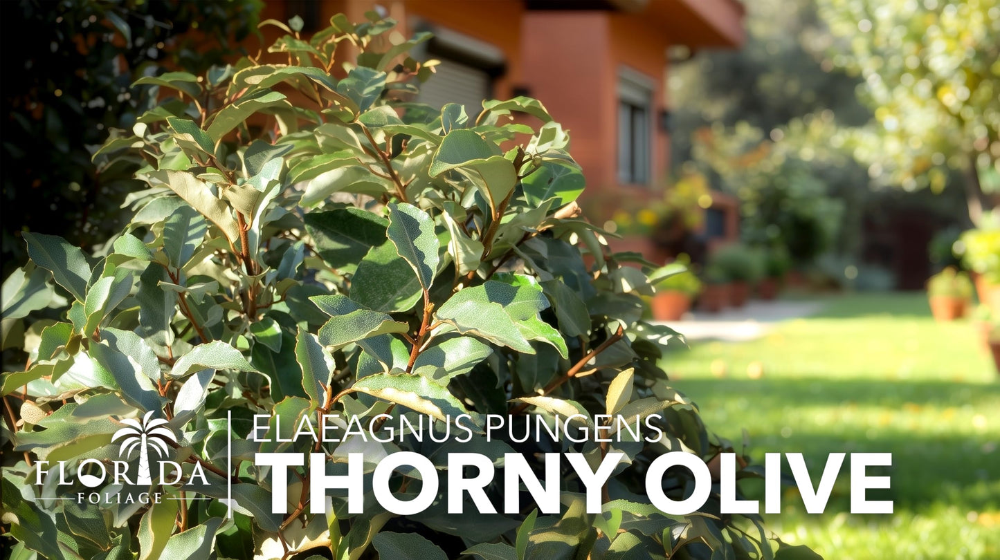 Elaeagnus Pungens I 20 Live Plants I Thorny Olive I Hardy Evergreen Shrub with Fragrant Blooms, Perfect for Hedges, Screening & Ornamental Garden Display